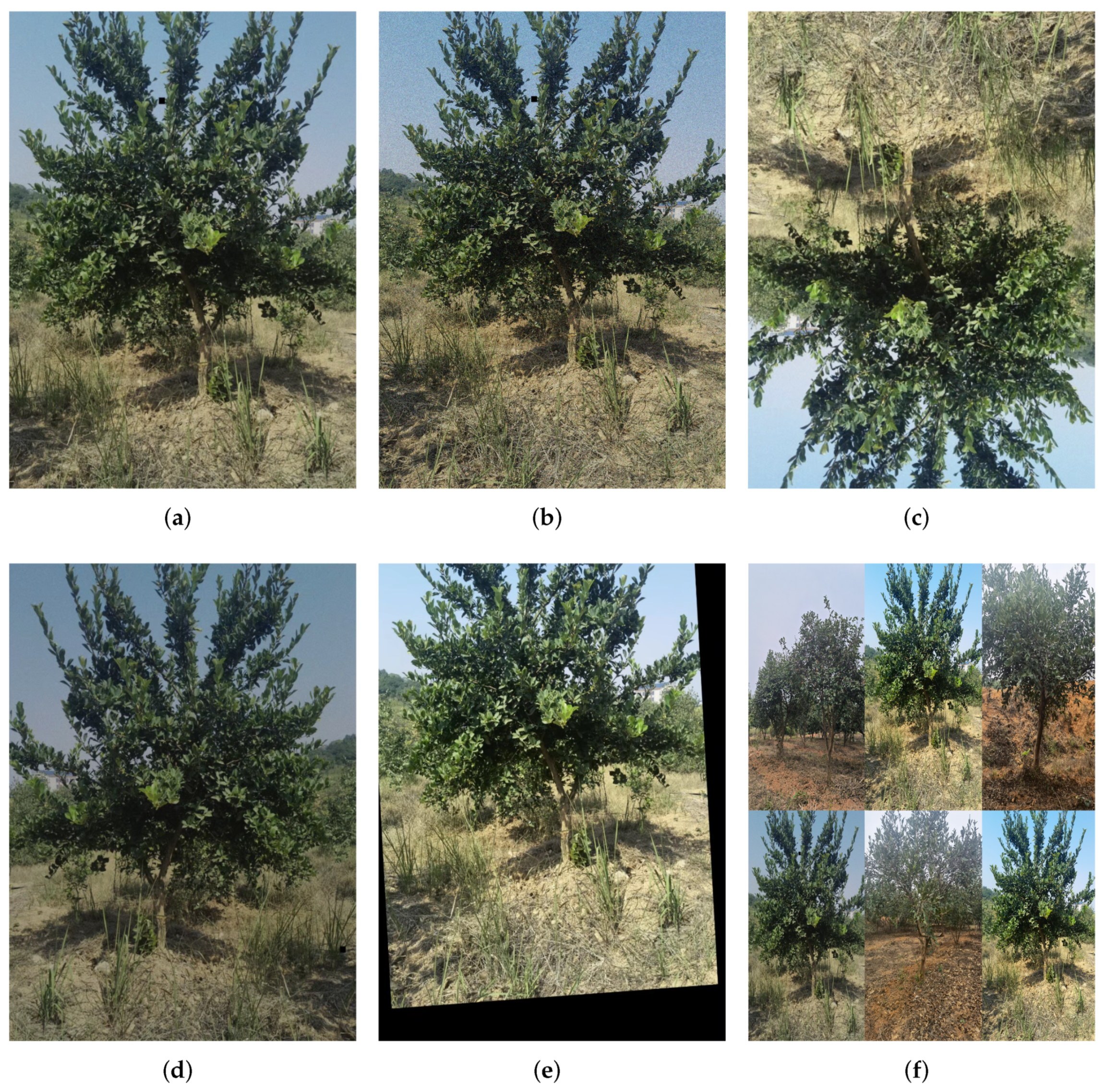 Forests 14 01453 g004 Forests 14 01453 g004