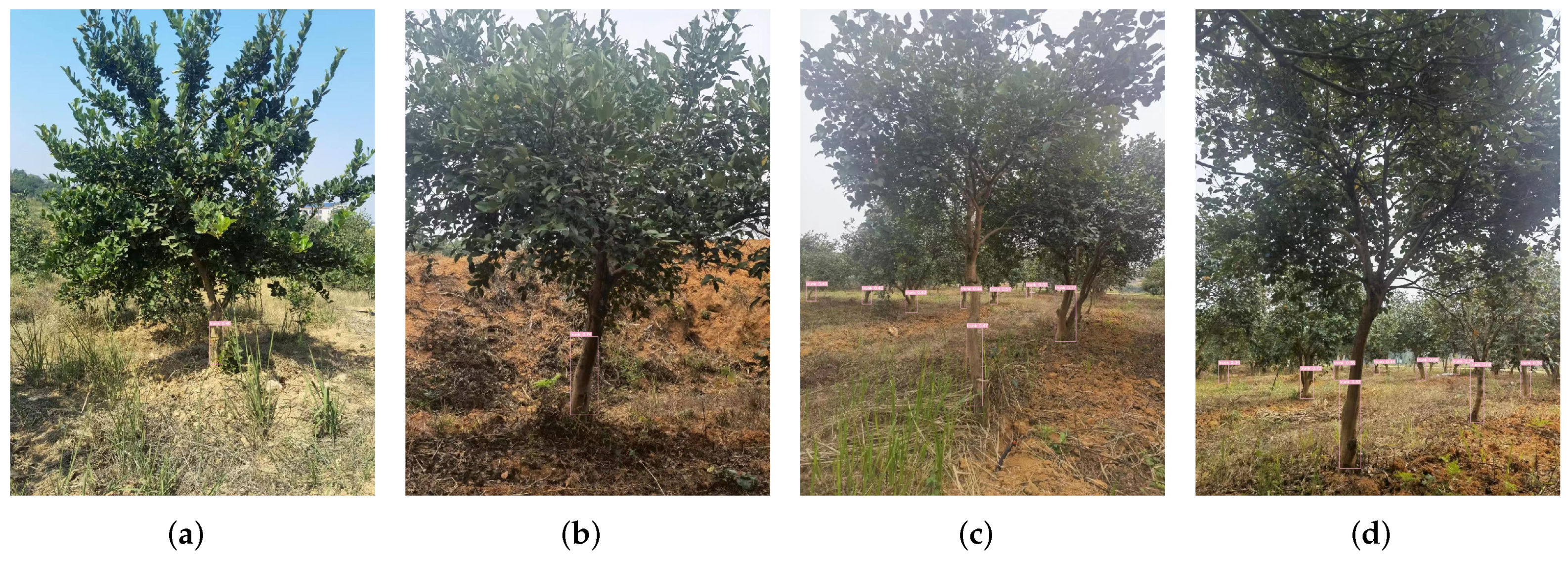 Forests 14 01453 g010 Forests 14 01453 g010