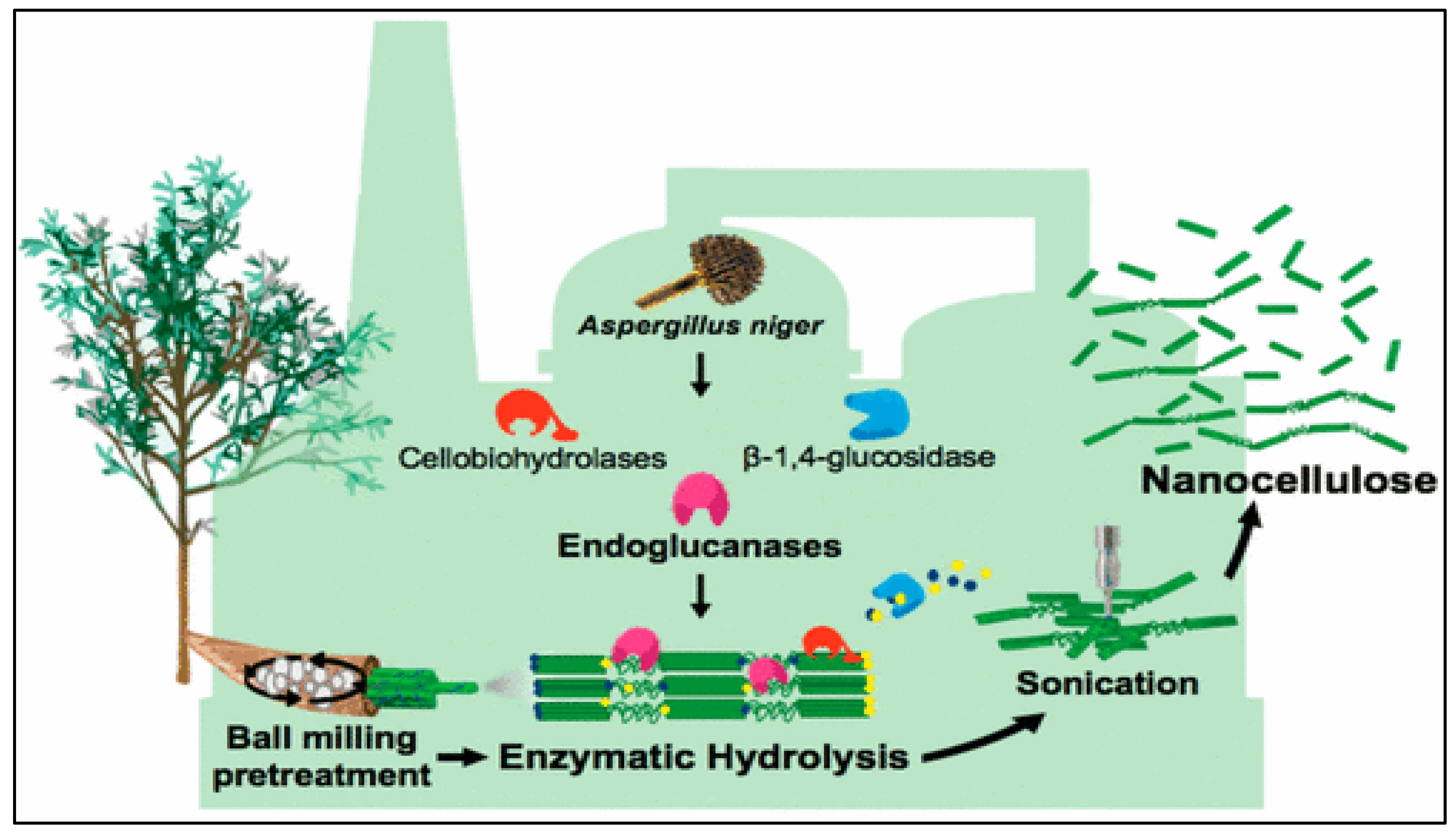 Forests 14 01457 g004