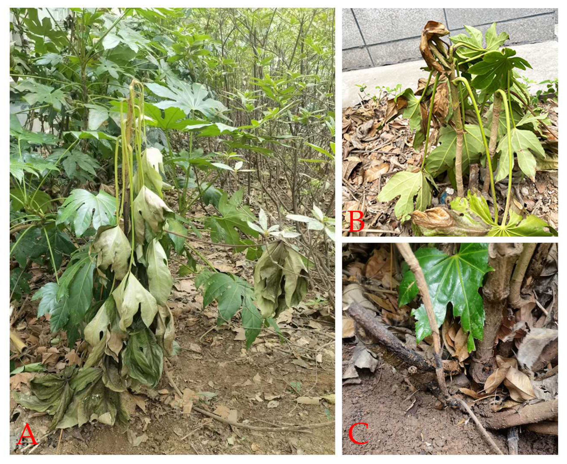 Forests 14 01459 g001 Forests 14 01459 g001