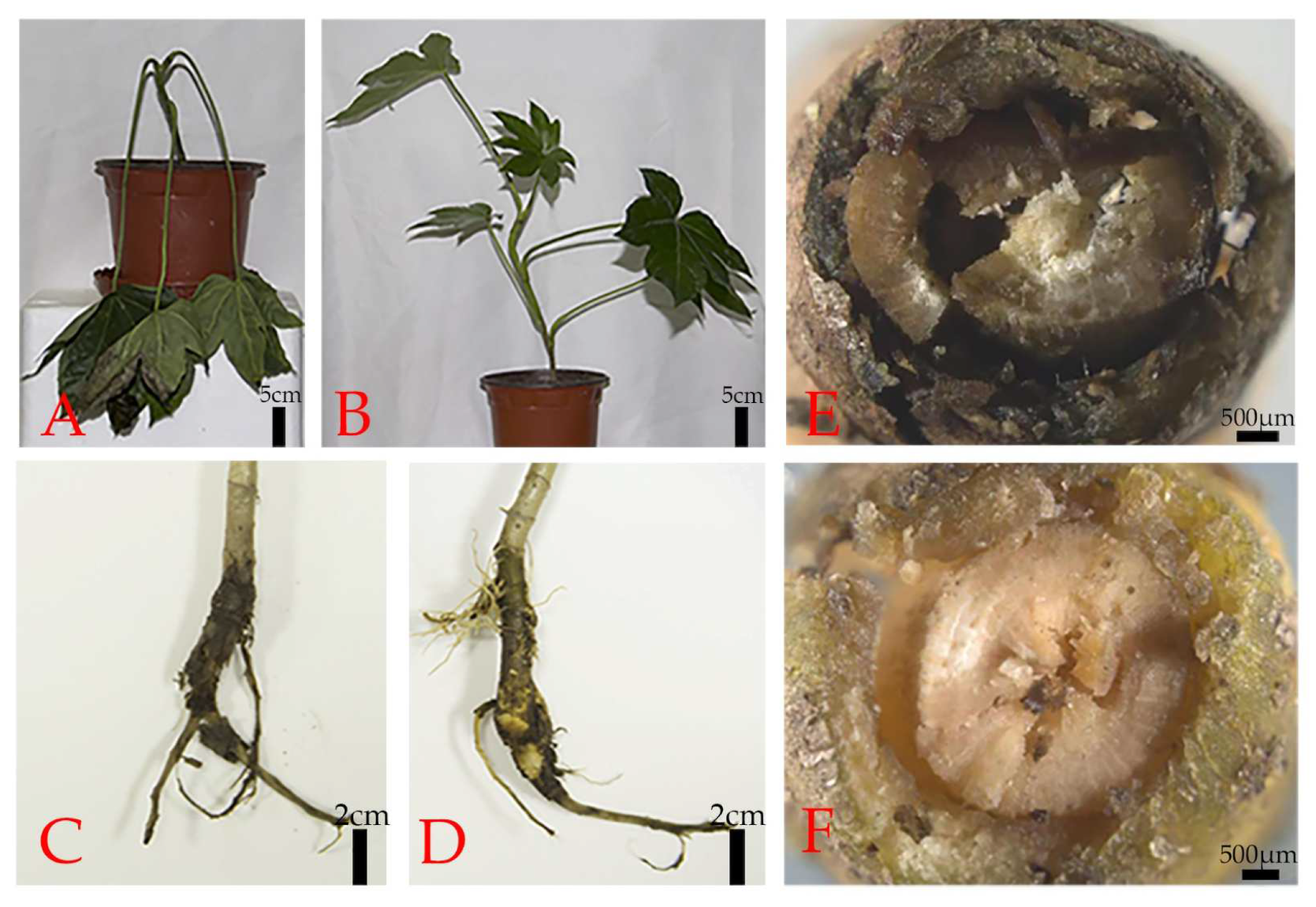 Forests 14 01459 g004 Forests 14 01459 g004