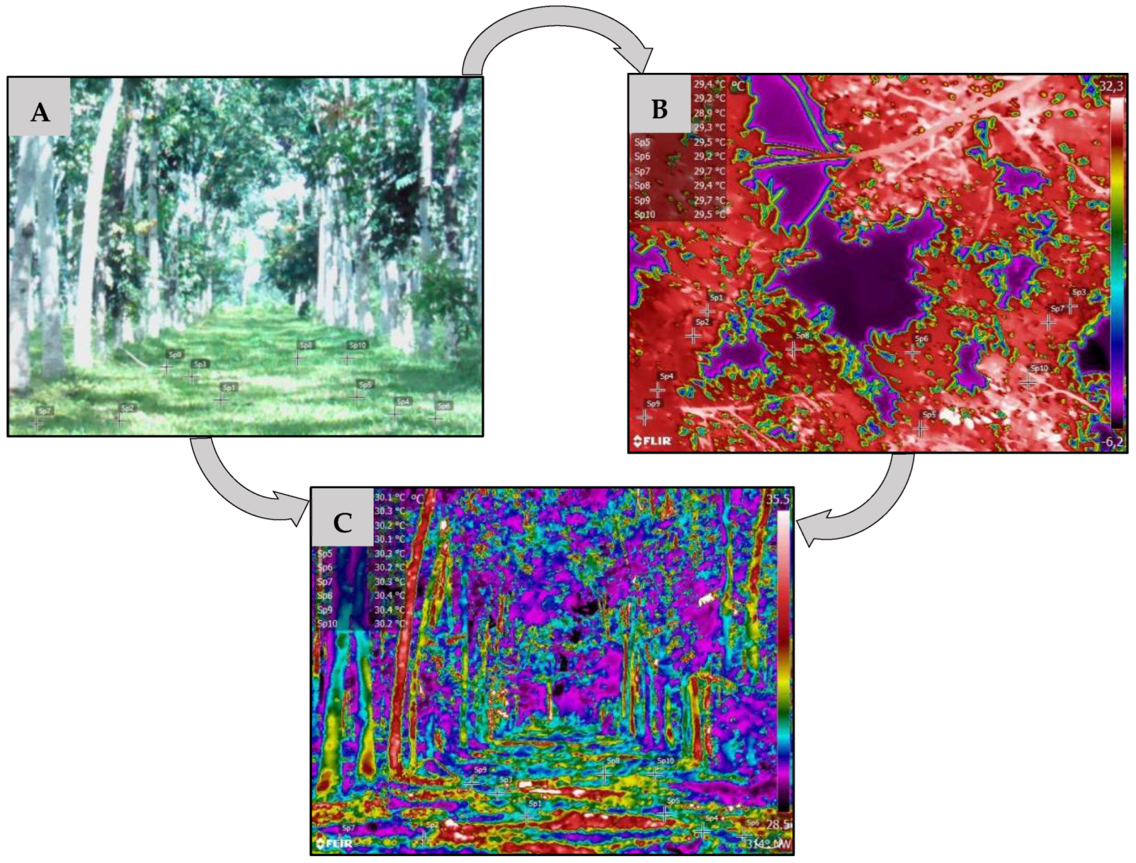 Forests 14 01463 g005 Forests 14 01463 g005