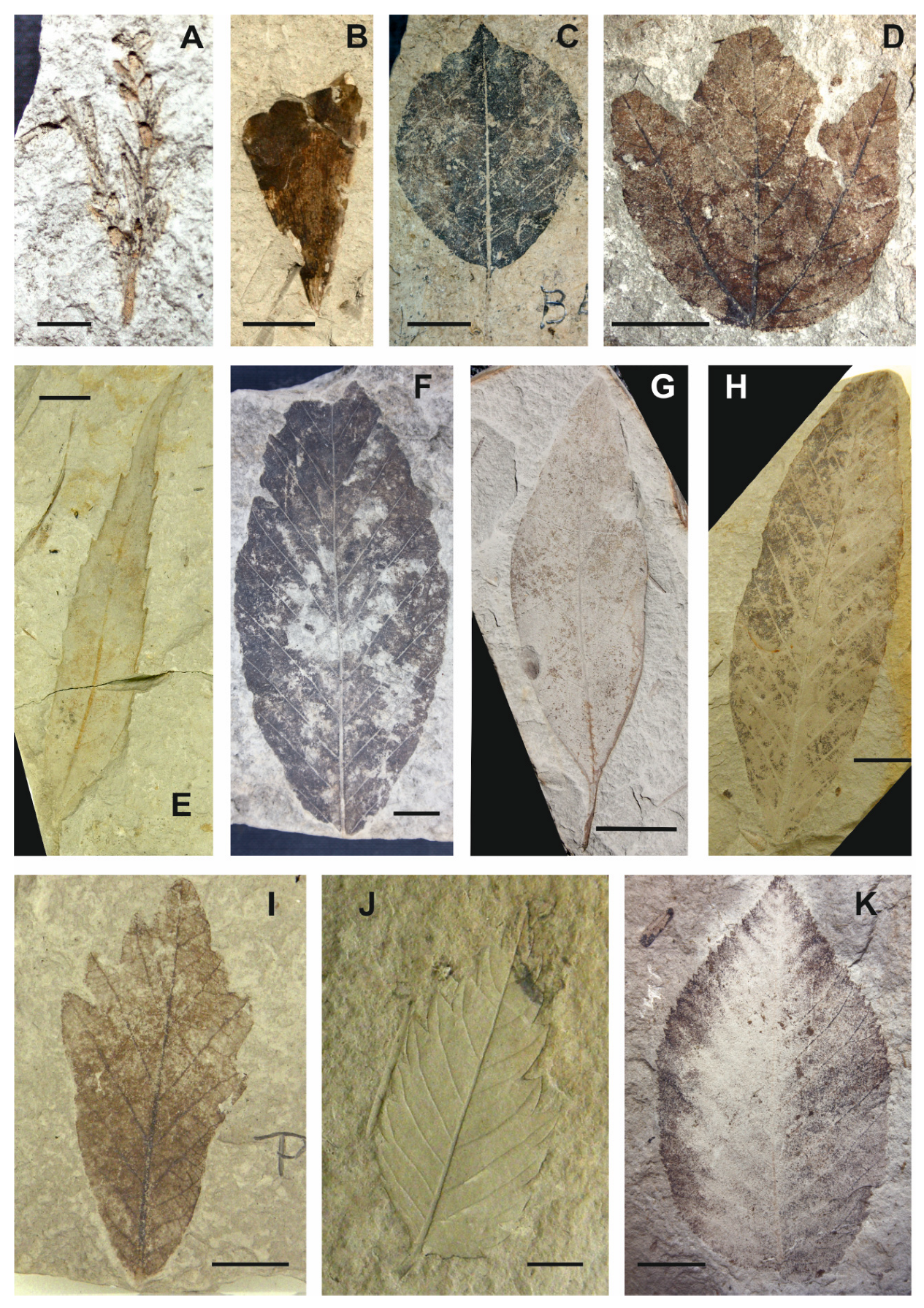 Forests 14 01471 g002