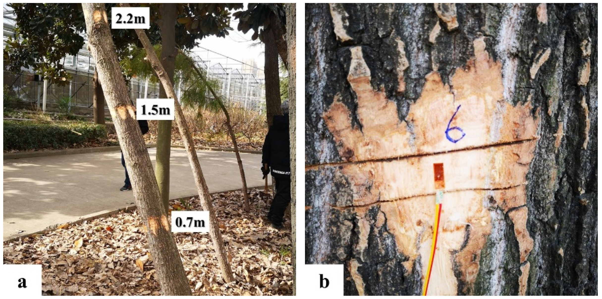 Forests 14 01505 g001