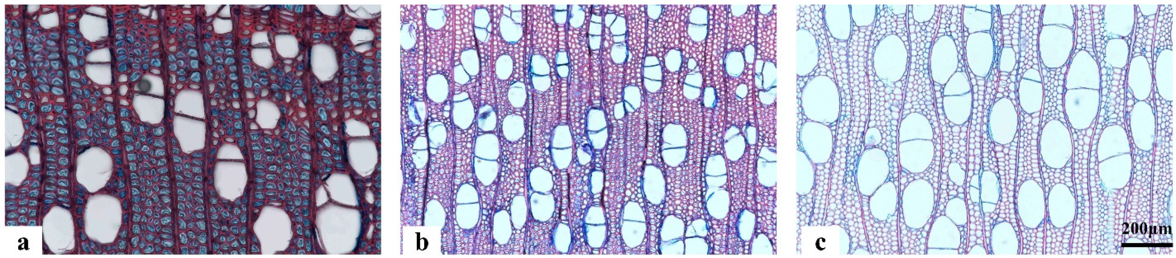 Forests 14 01505 g003