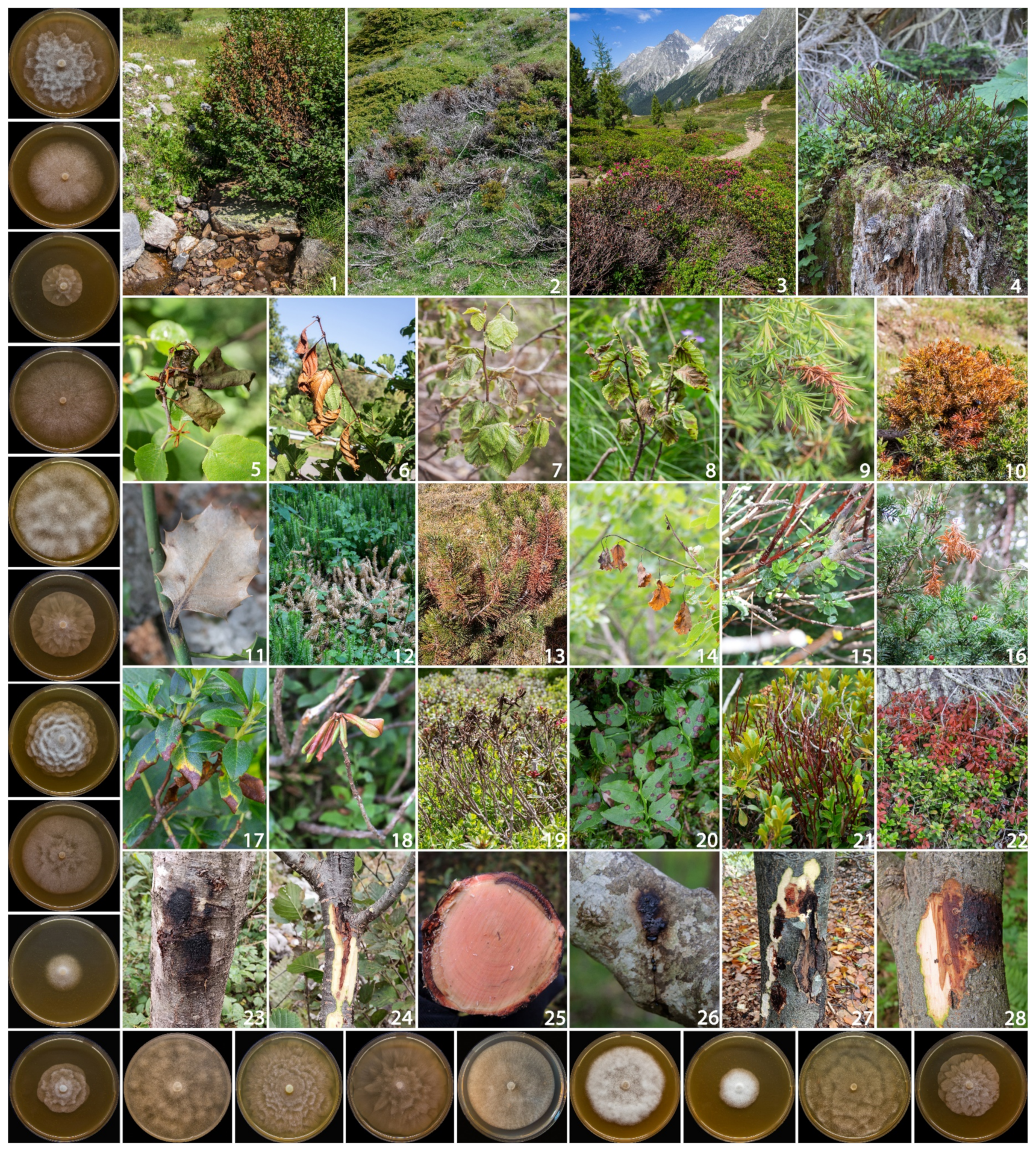 Forests 14 01515 g001