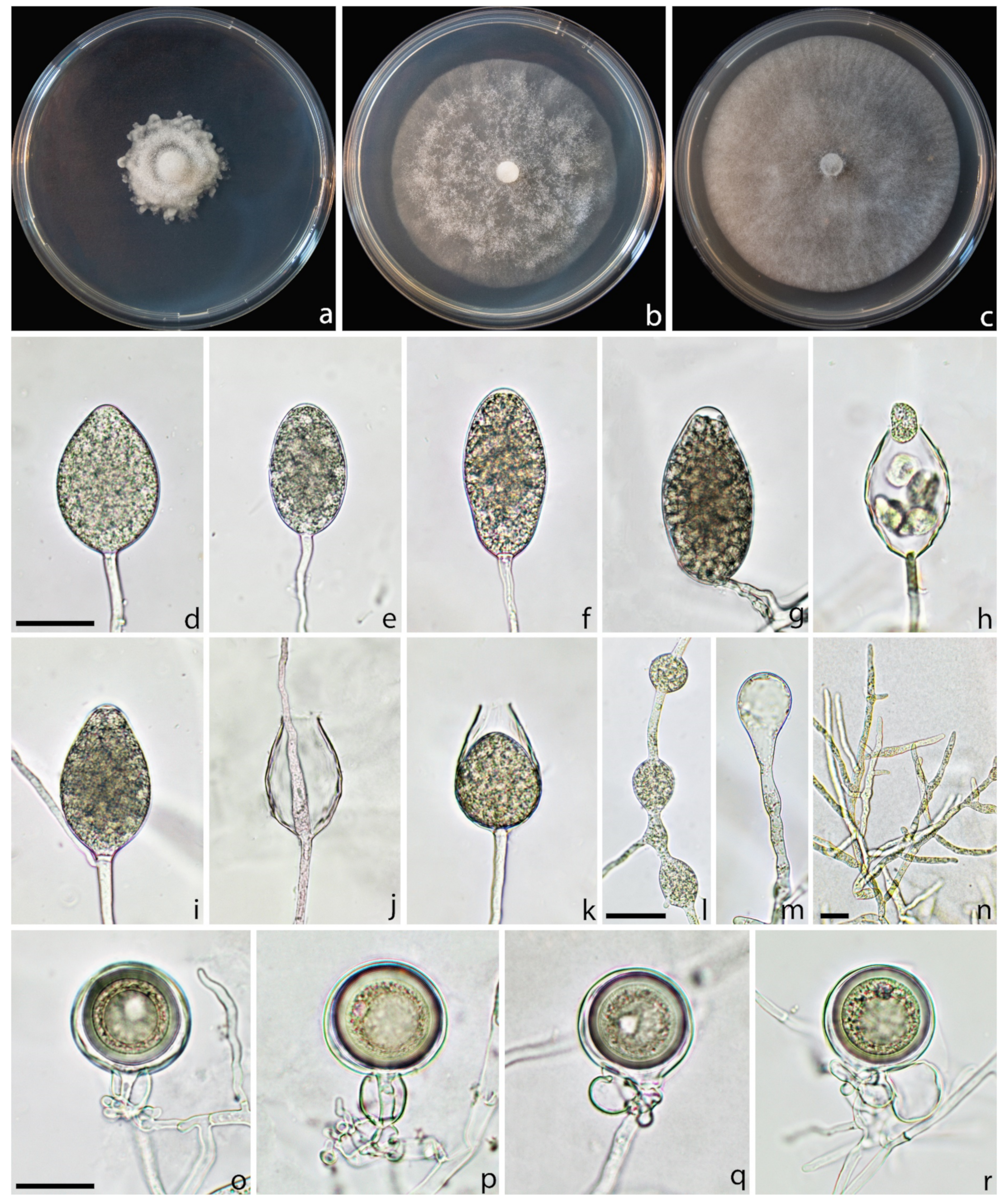 Forests 14 01515 g006