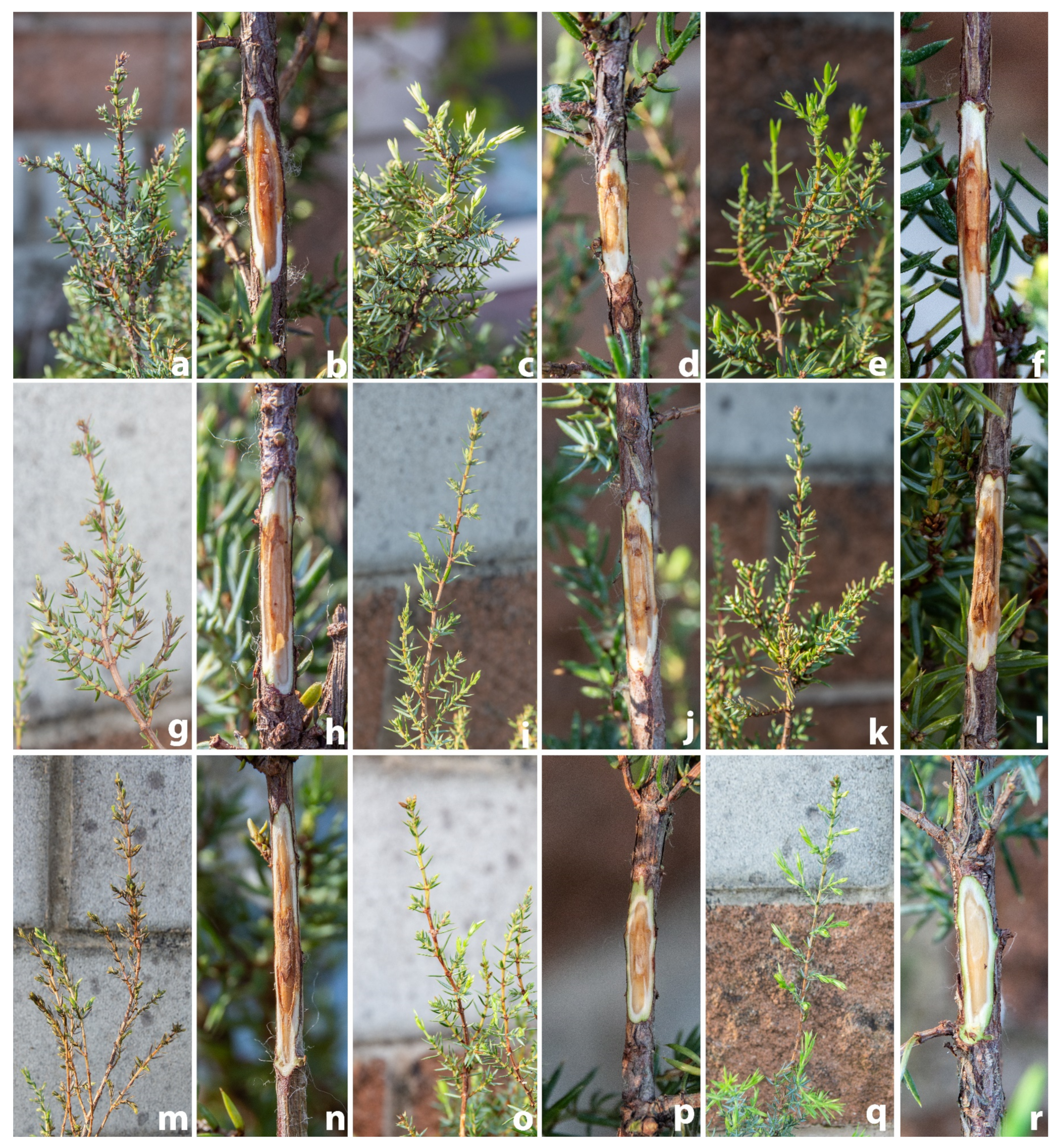 Forests 14 01515 g007