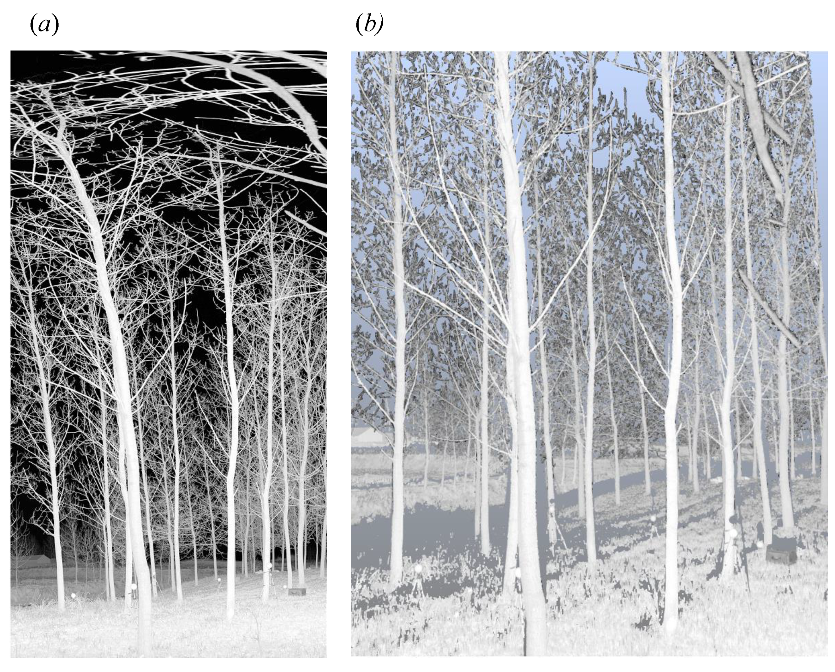 Forests 14 01525 g001