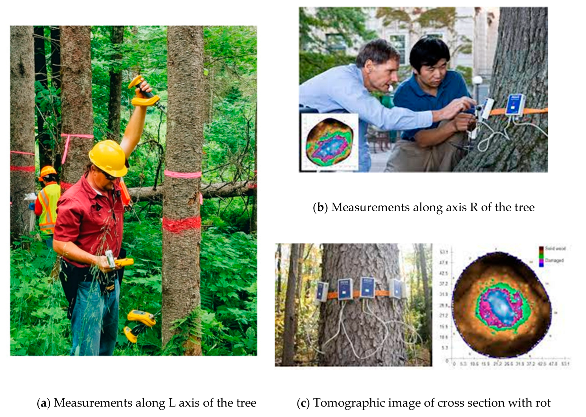 Forests 14 01545 g011