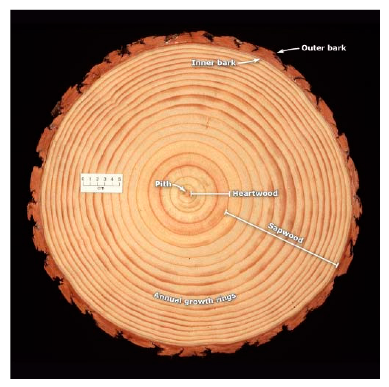 Forests 14 01545 g013