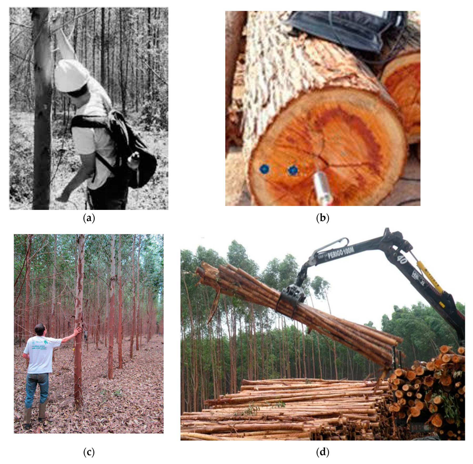 Forests 14 01545 g017