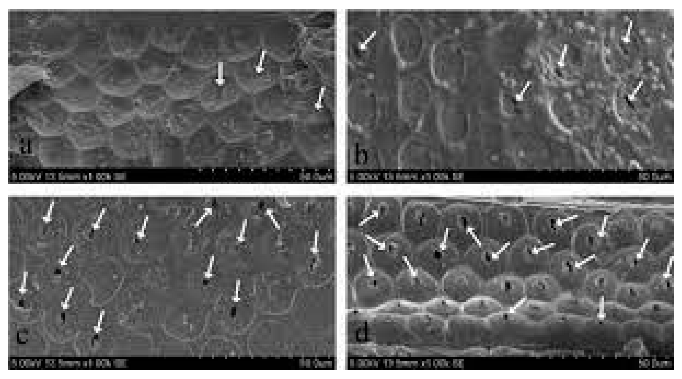 Forests 14 01545 g038