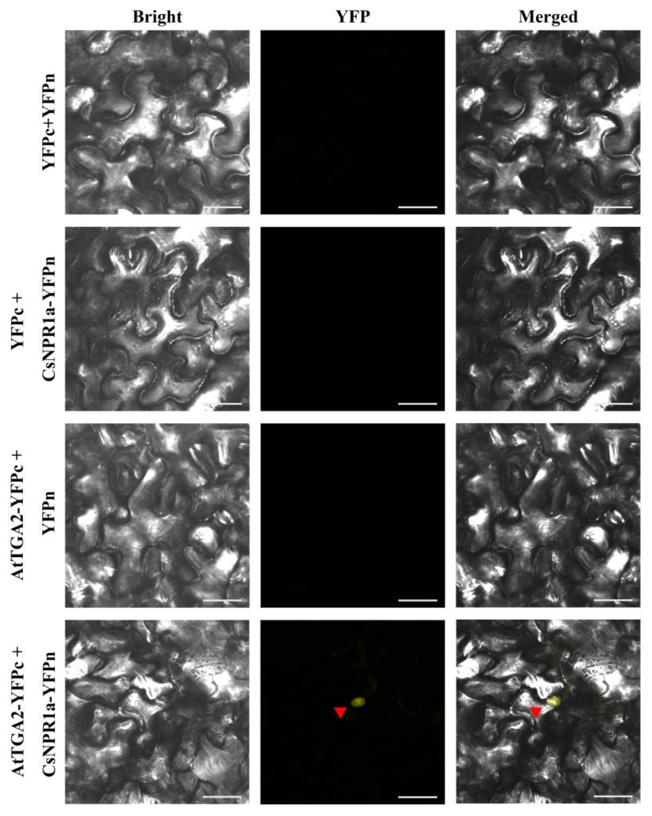 Forests 14 01578 g009 Forests 14 01578 g009
