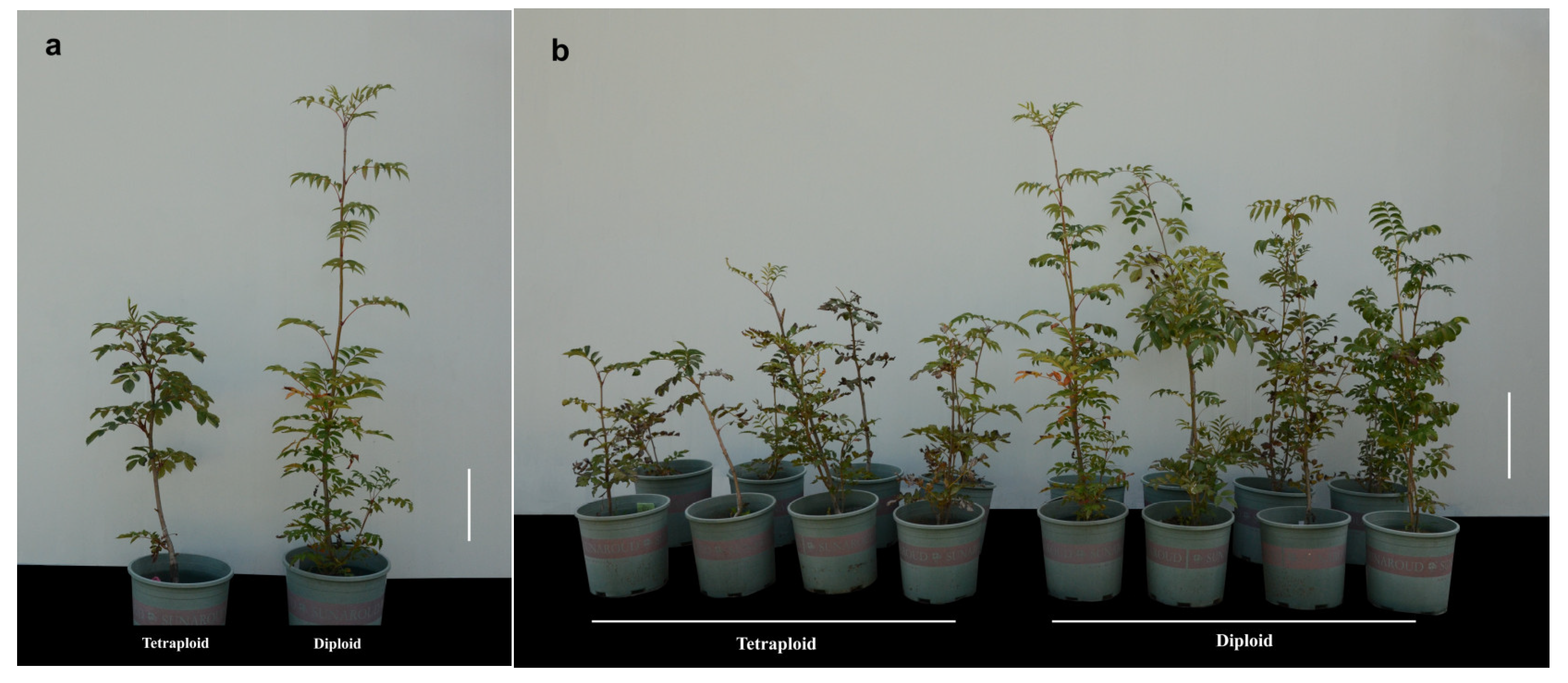 Forests 14 01589 g004