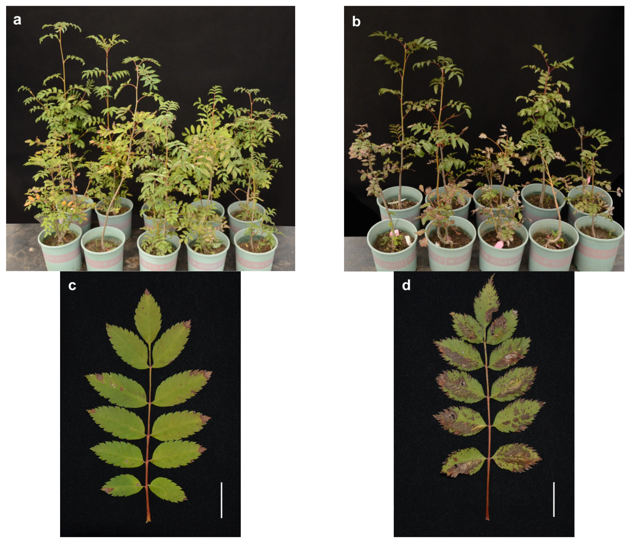 Forests 14 01589 g005