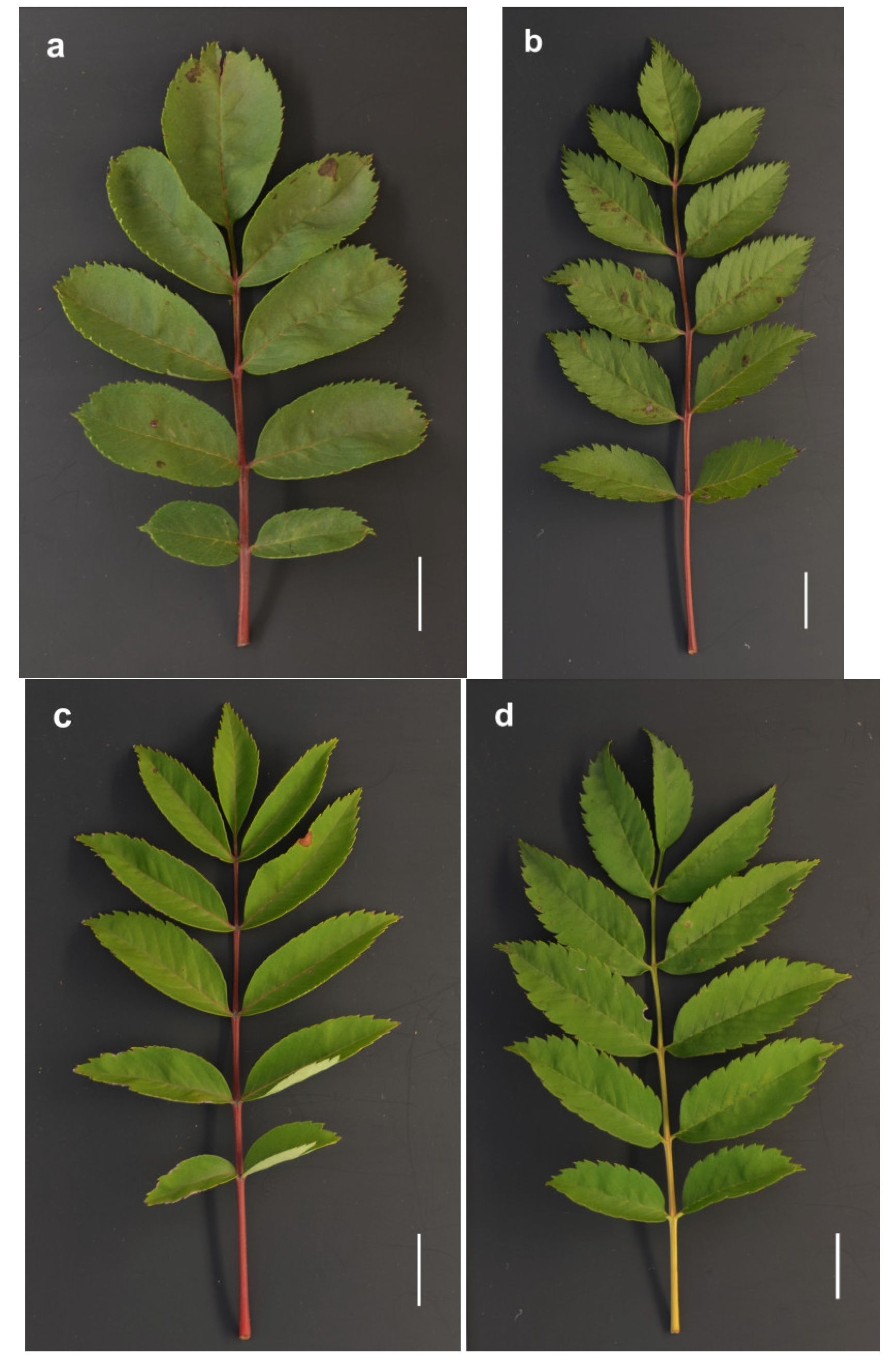 Forests 14 01589 g0a1