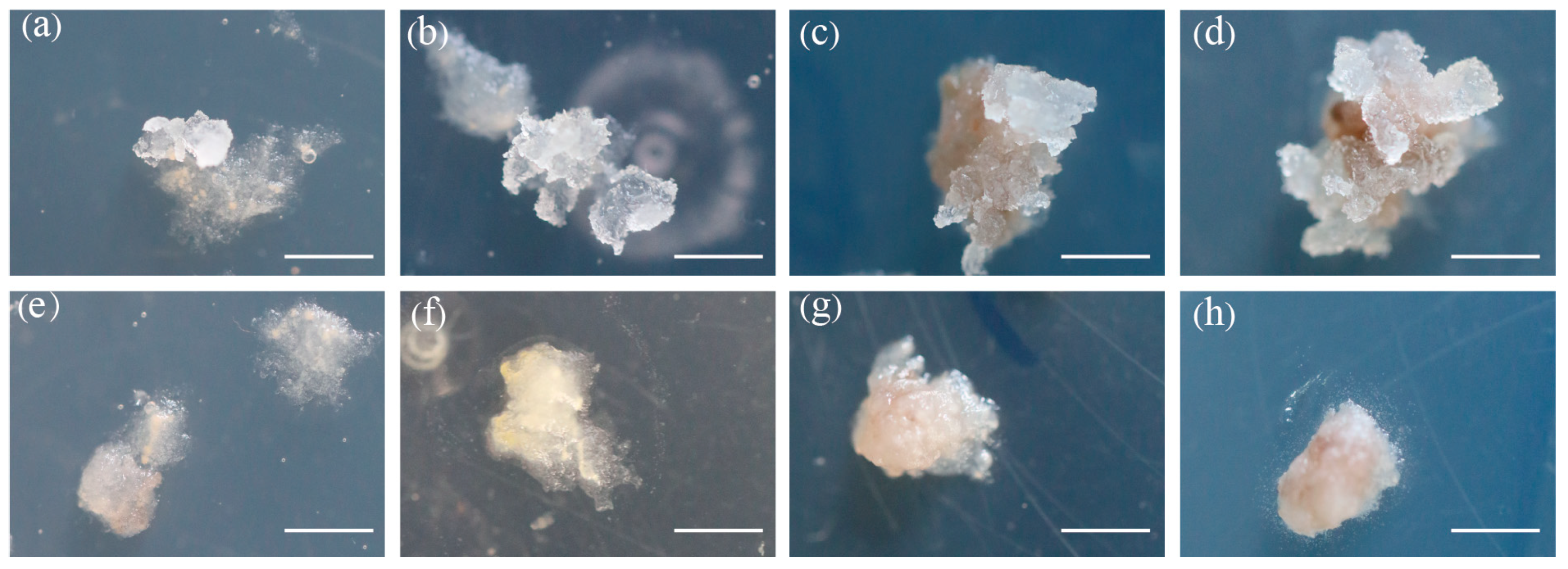 Forests 14 01621 g004 Forests 14 01621 g004