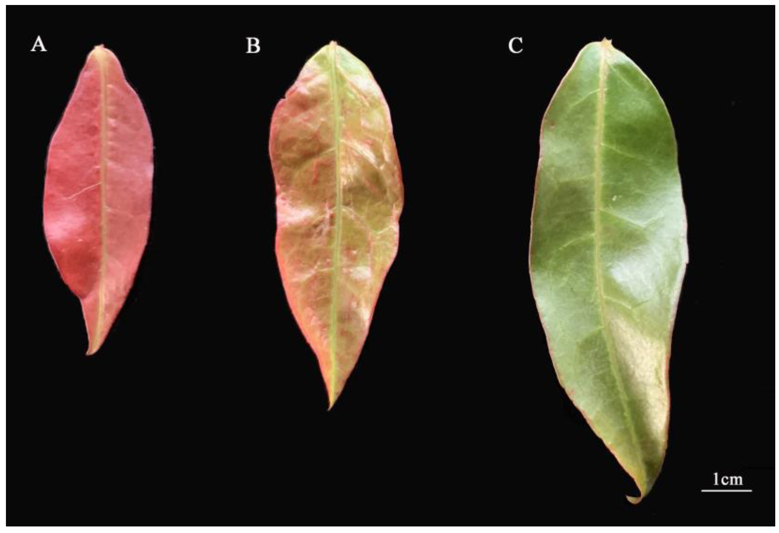 Forests 14 01638 g001