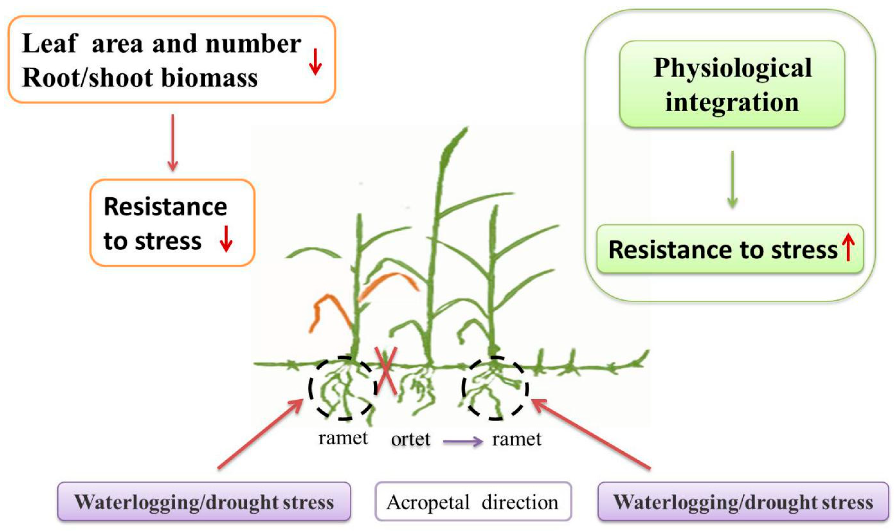 Forests 14 01648 g002