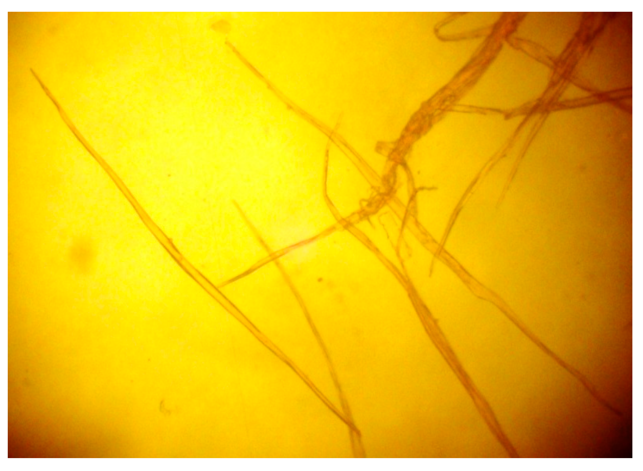 Forests 14 01722 g002