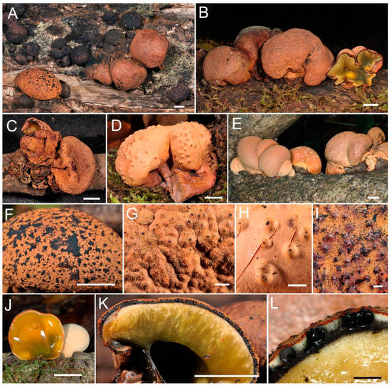 Forests 14 01764 g002