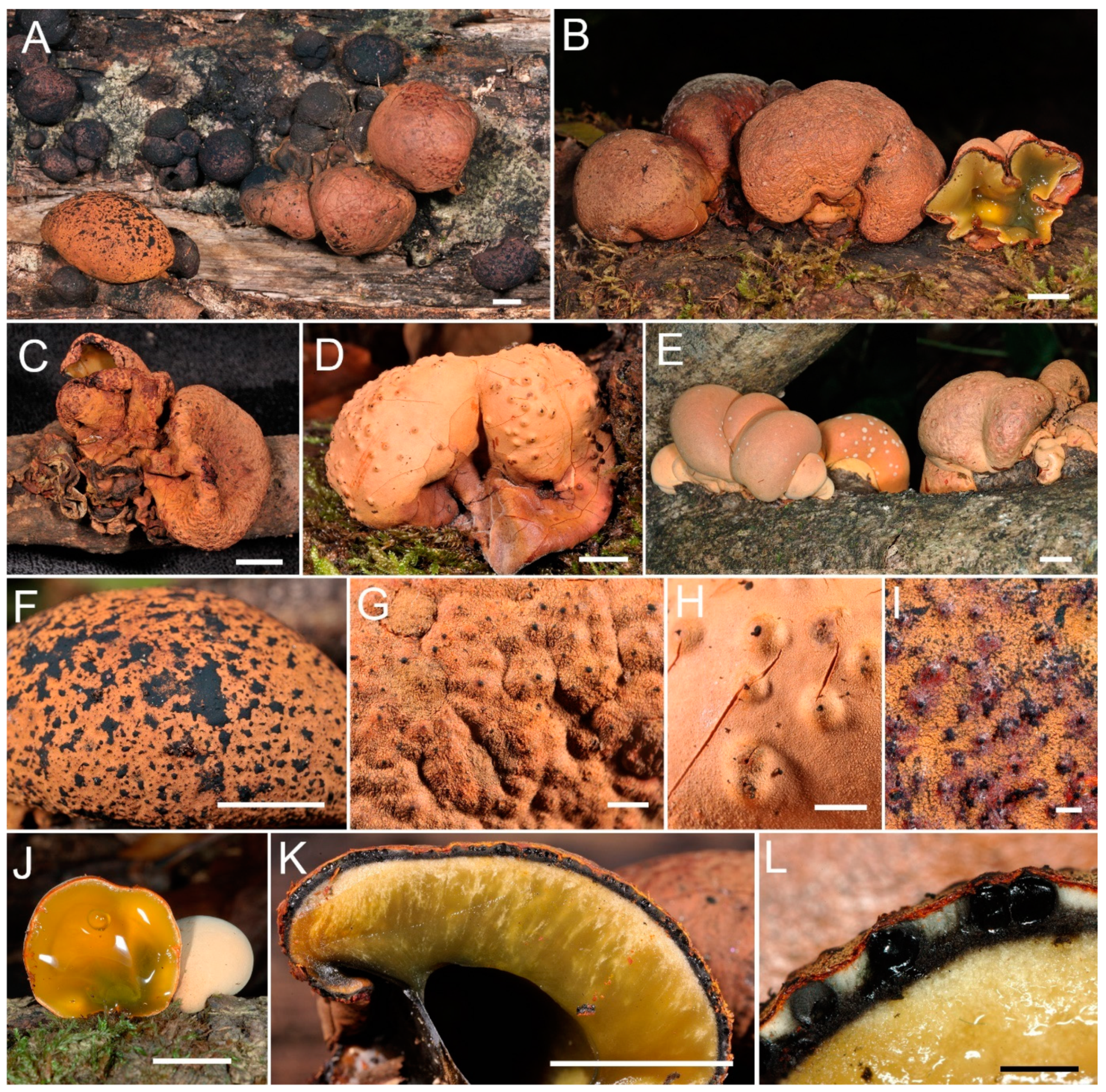 Forests 14 01764 g002