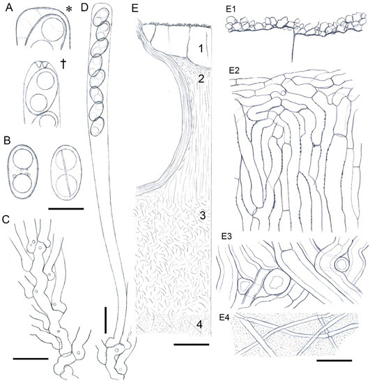 Forests 14 01764 g003