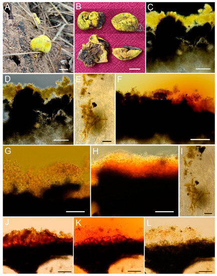Forests 14 01764 g005