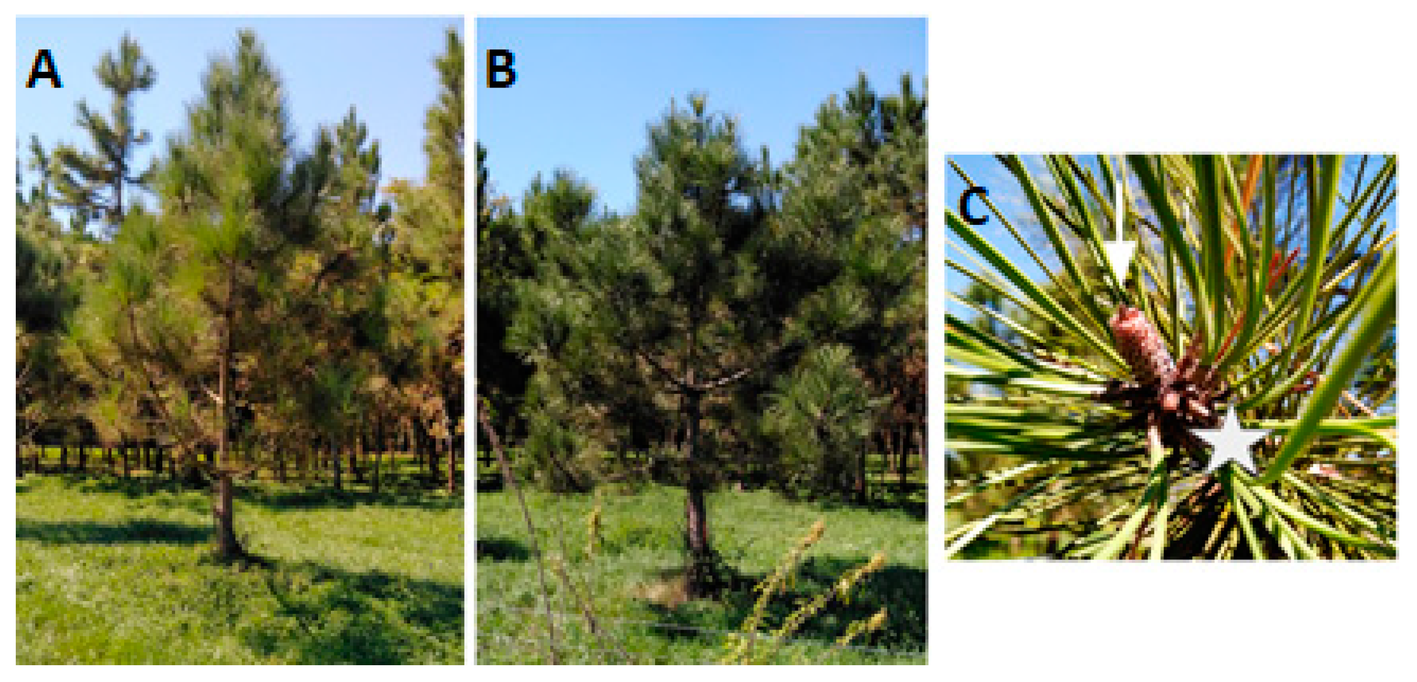 Forests 14 01765 g001