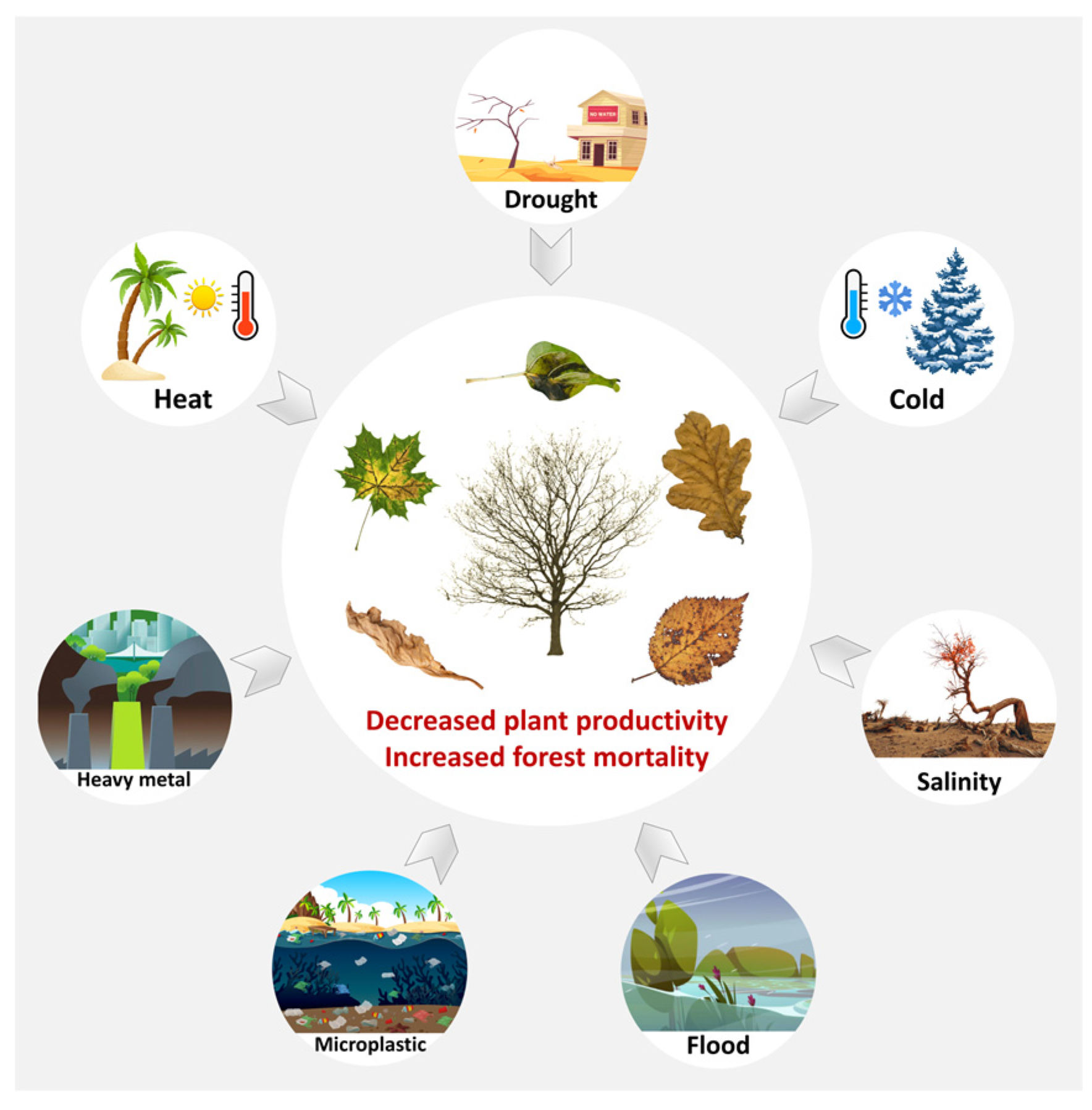 Forests 14 01784 g001