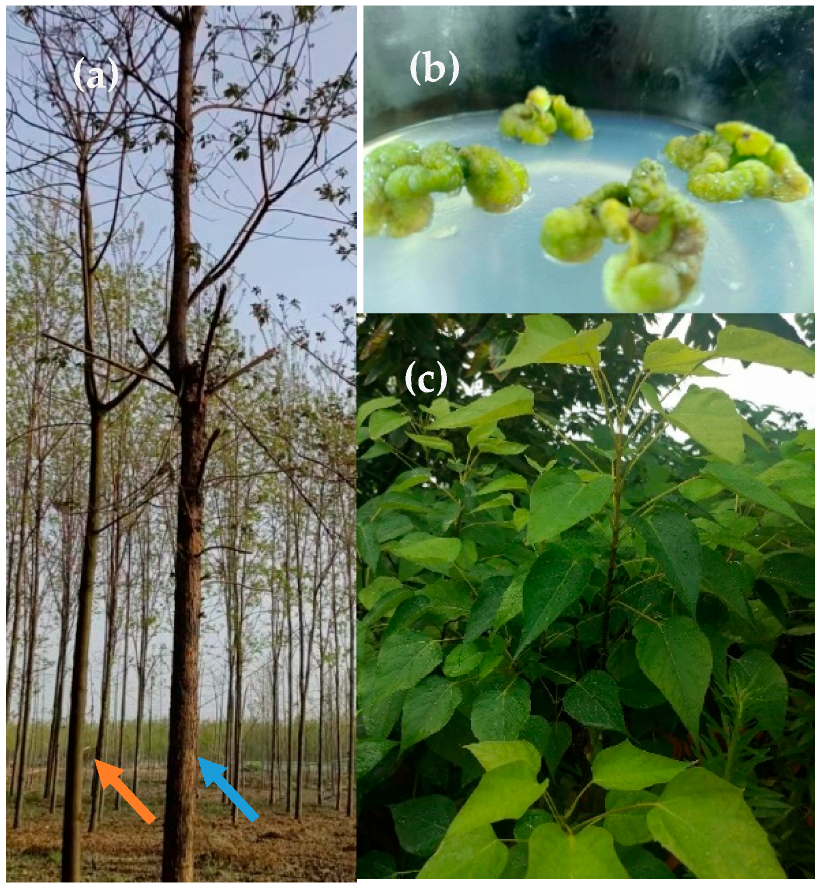 Forests 14 01814 g001 Forests 14 01814 g001