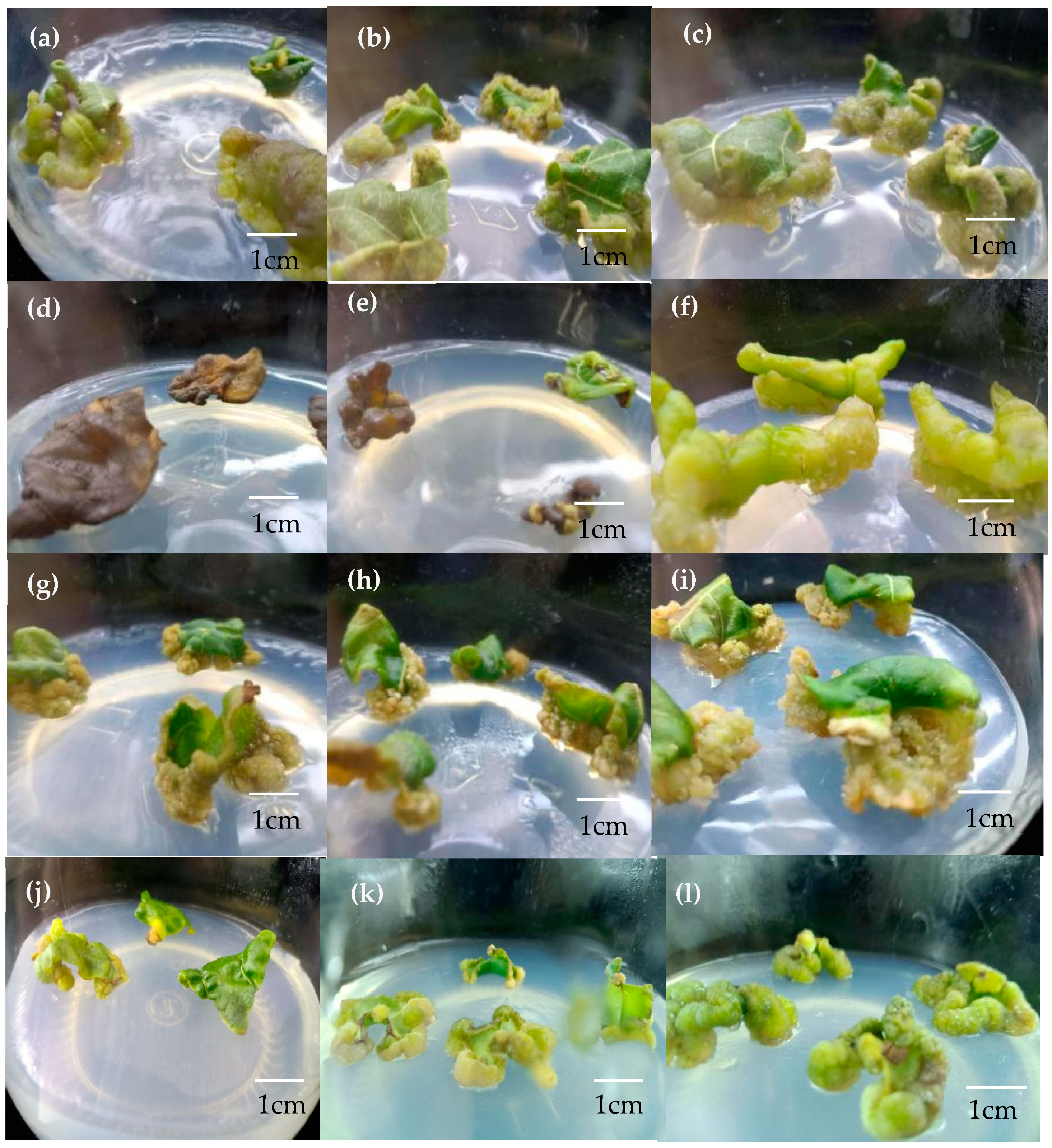 Forests 14 01814 g002 Forests 14 01814 g002