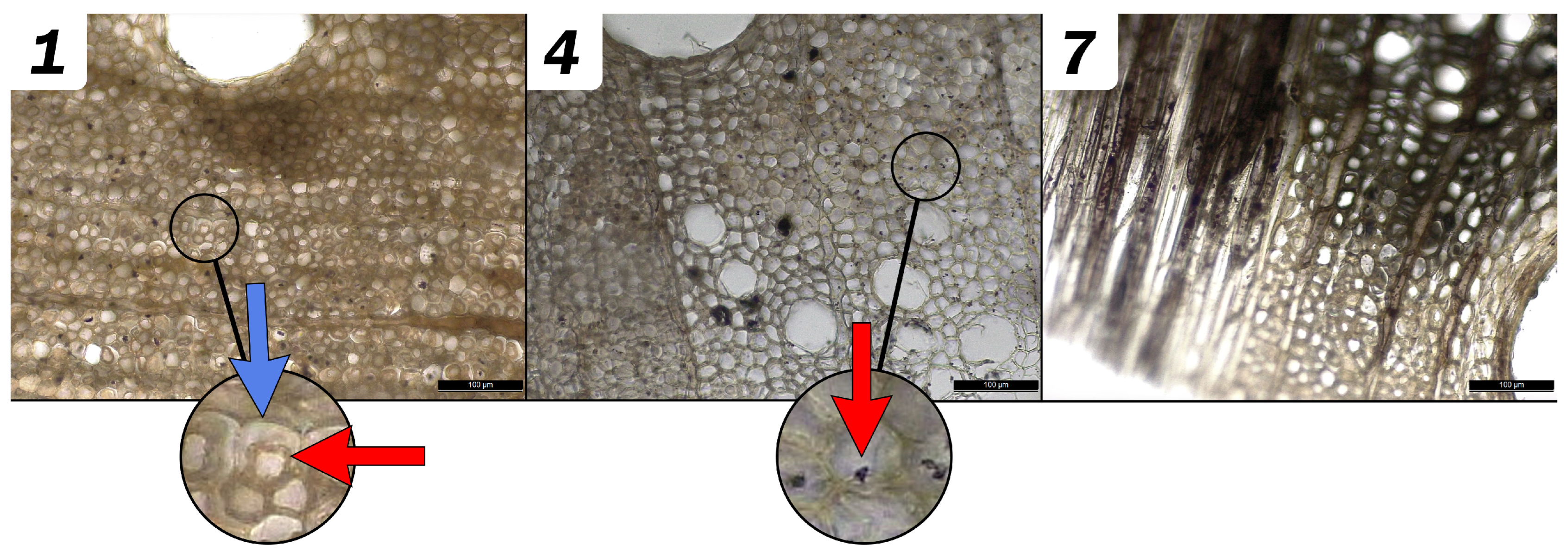 Forests 14 01834 g003