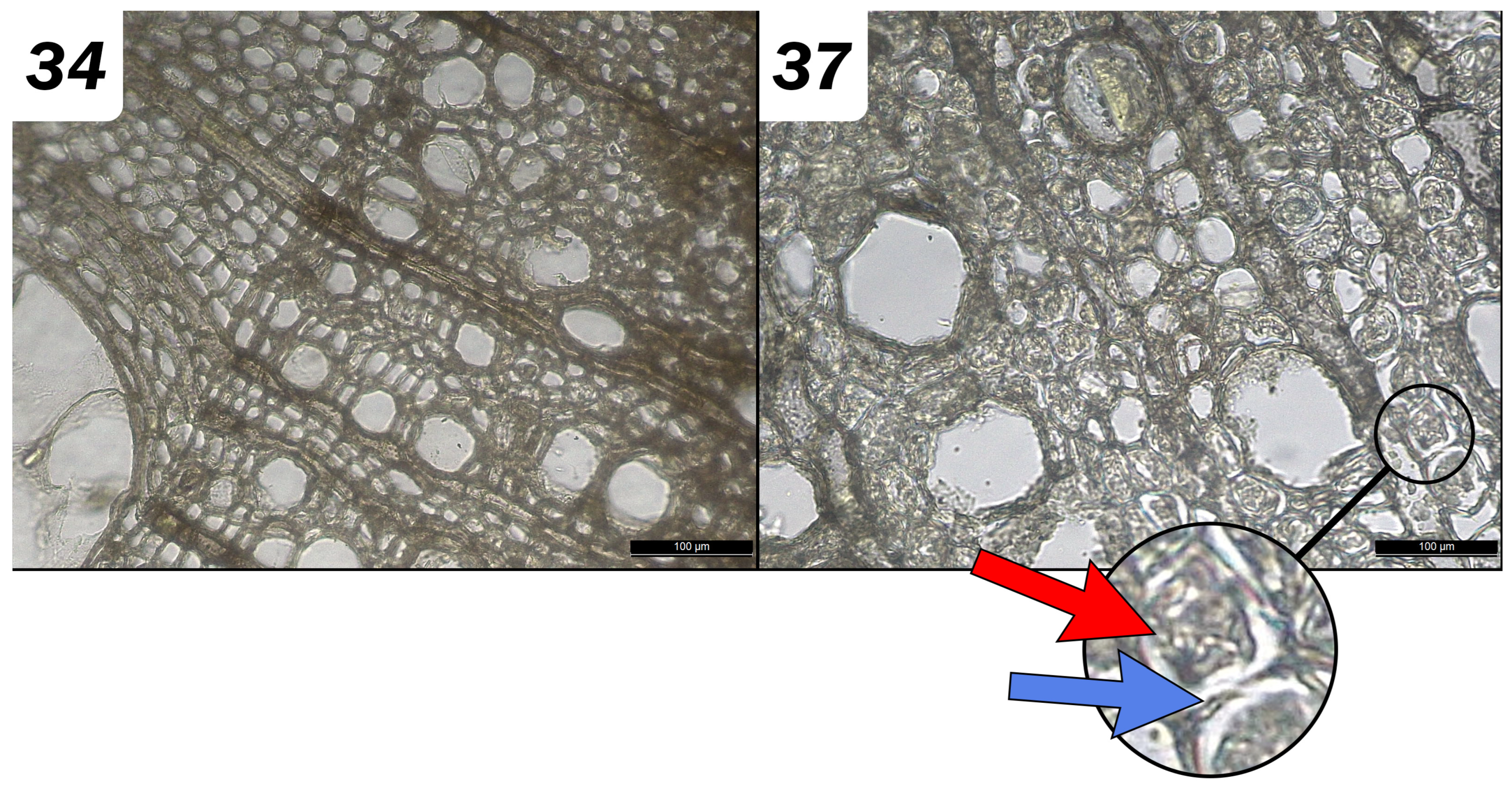 Forests 14 01834 g006