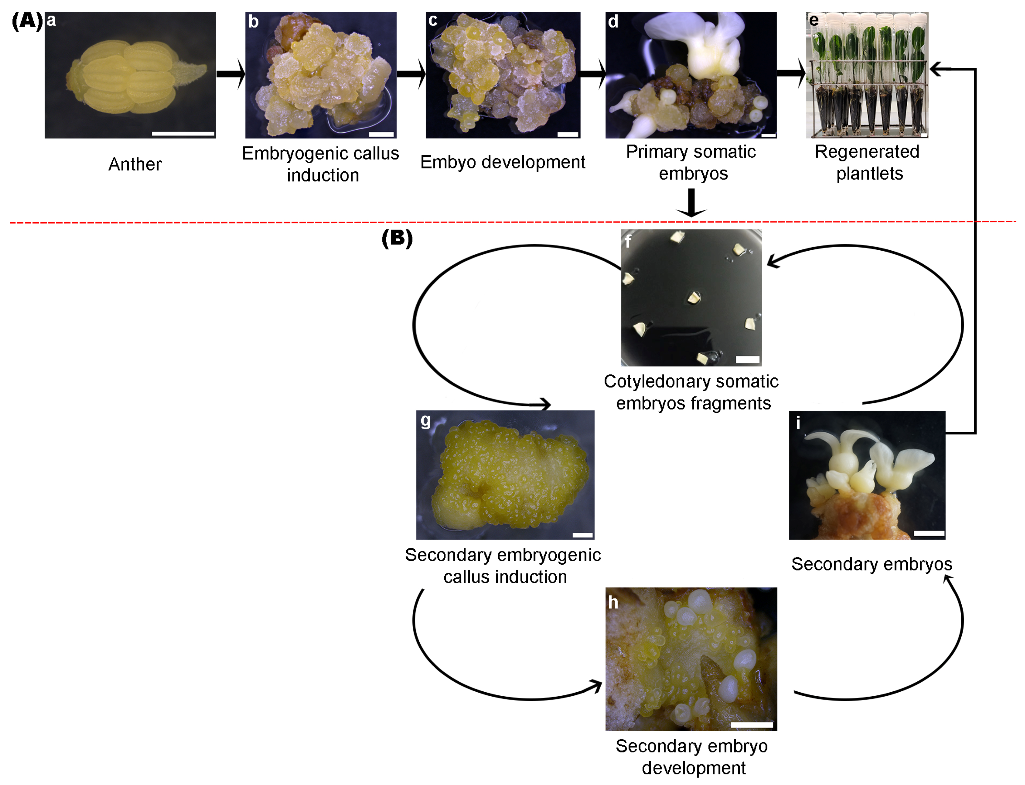 Forests 14 01891 g001