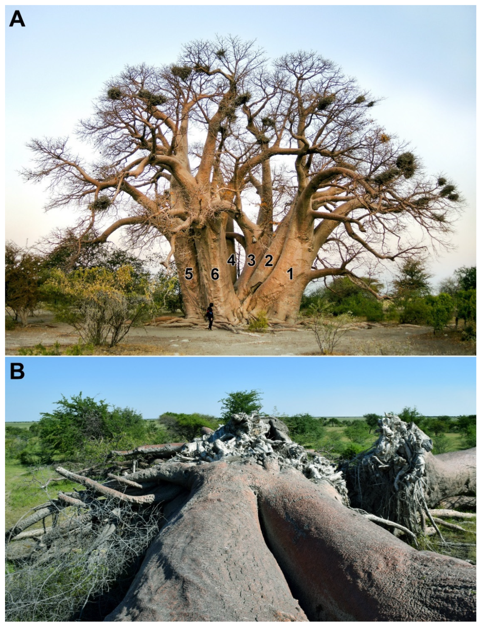 Forests 14 01917 g001