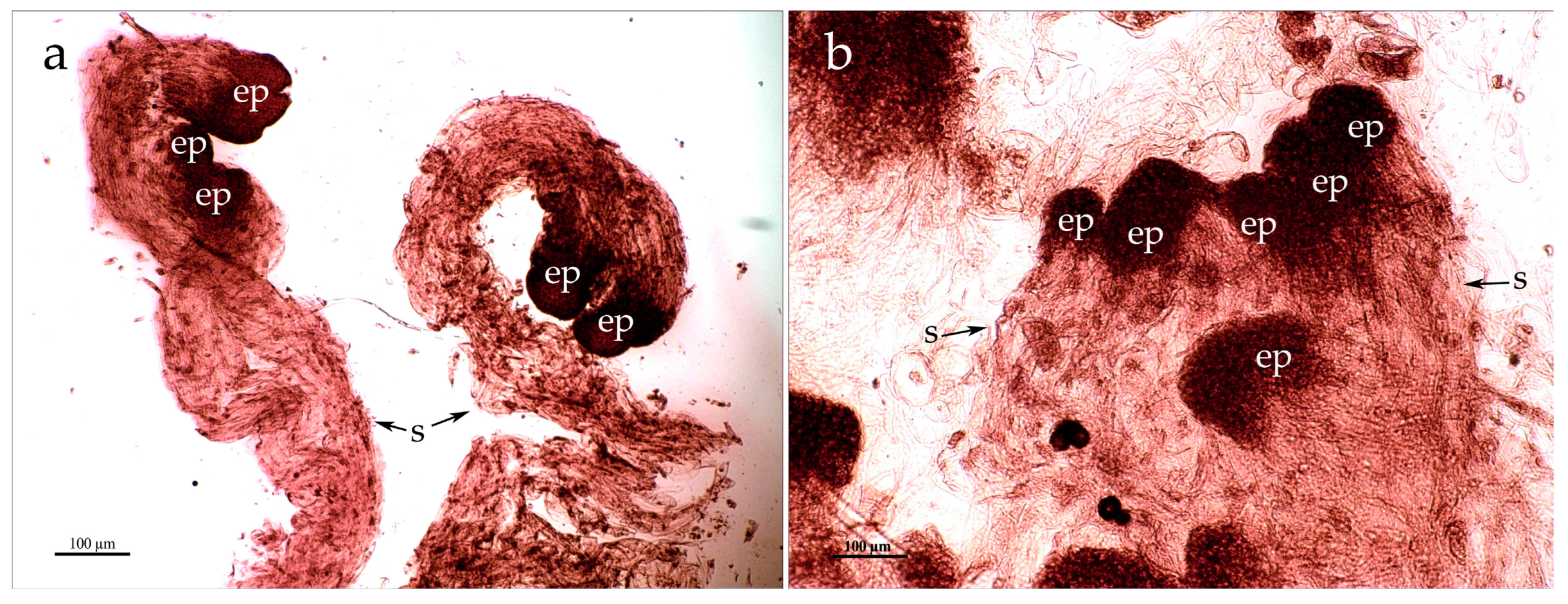 Forests 14 01920 g001