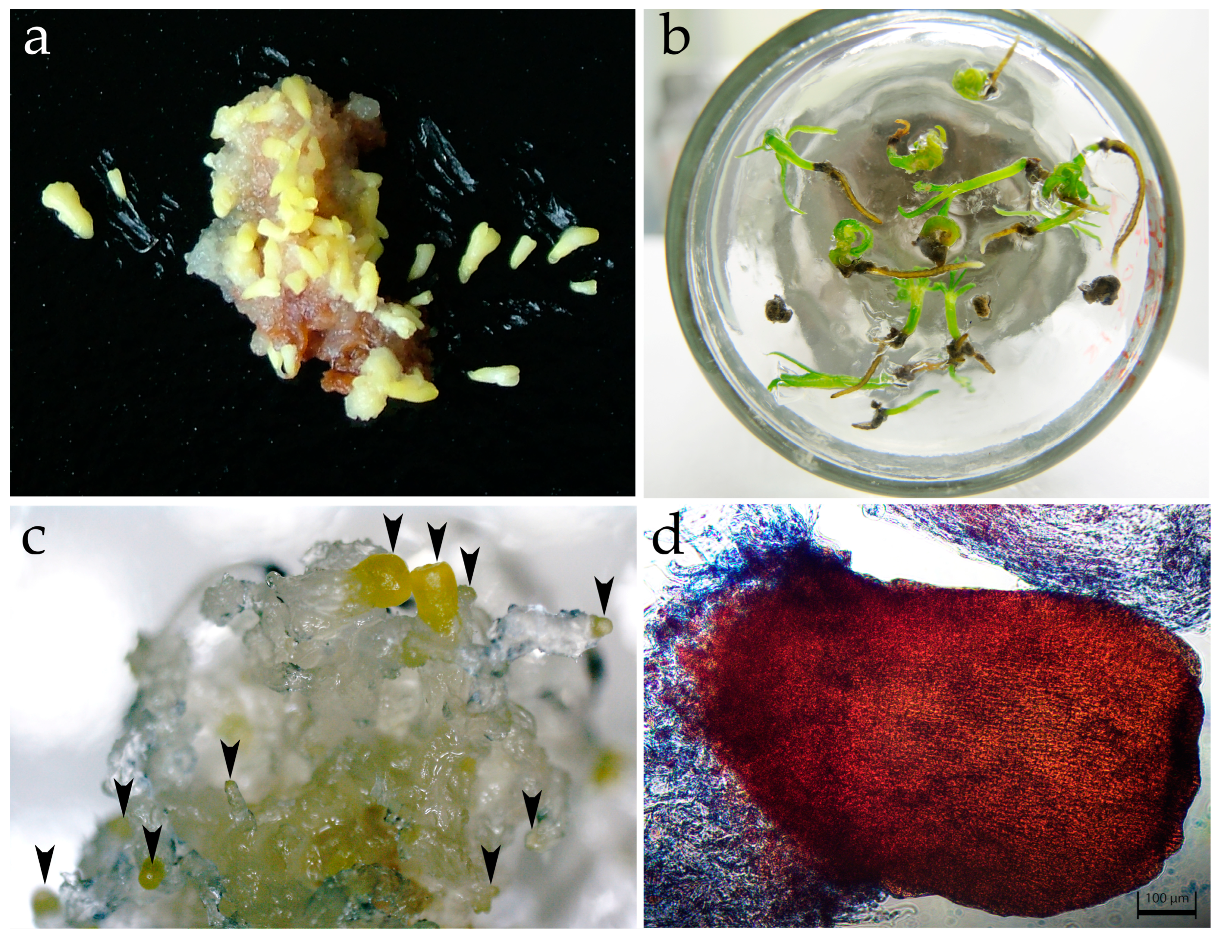Forests 14 01920 g006