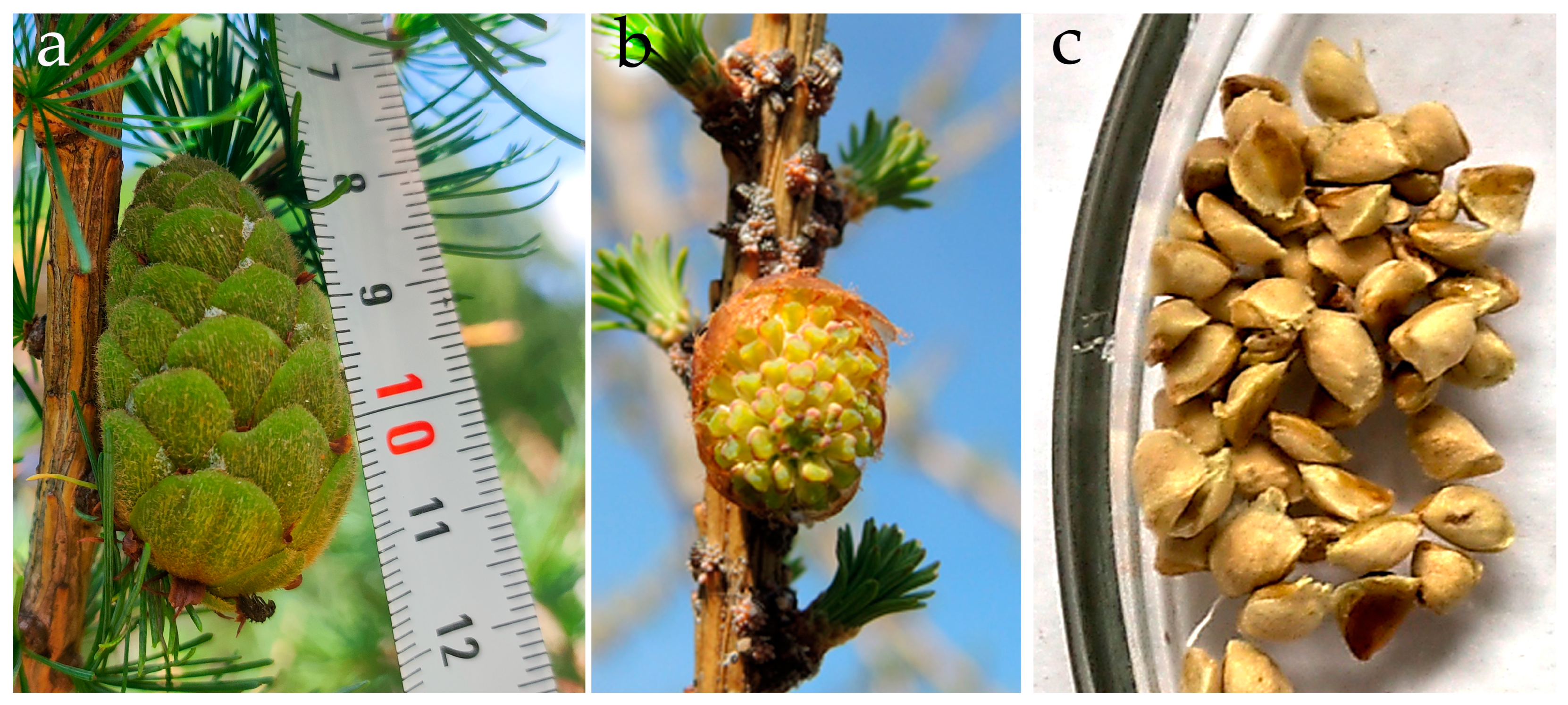 Forests 14 01920 g008