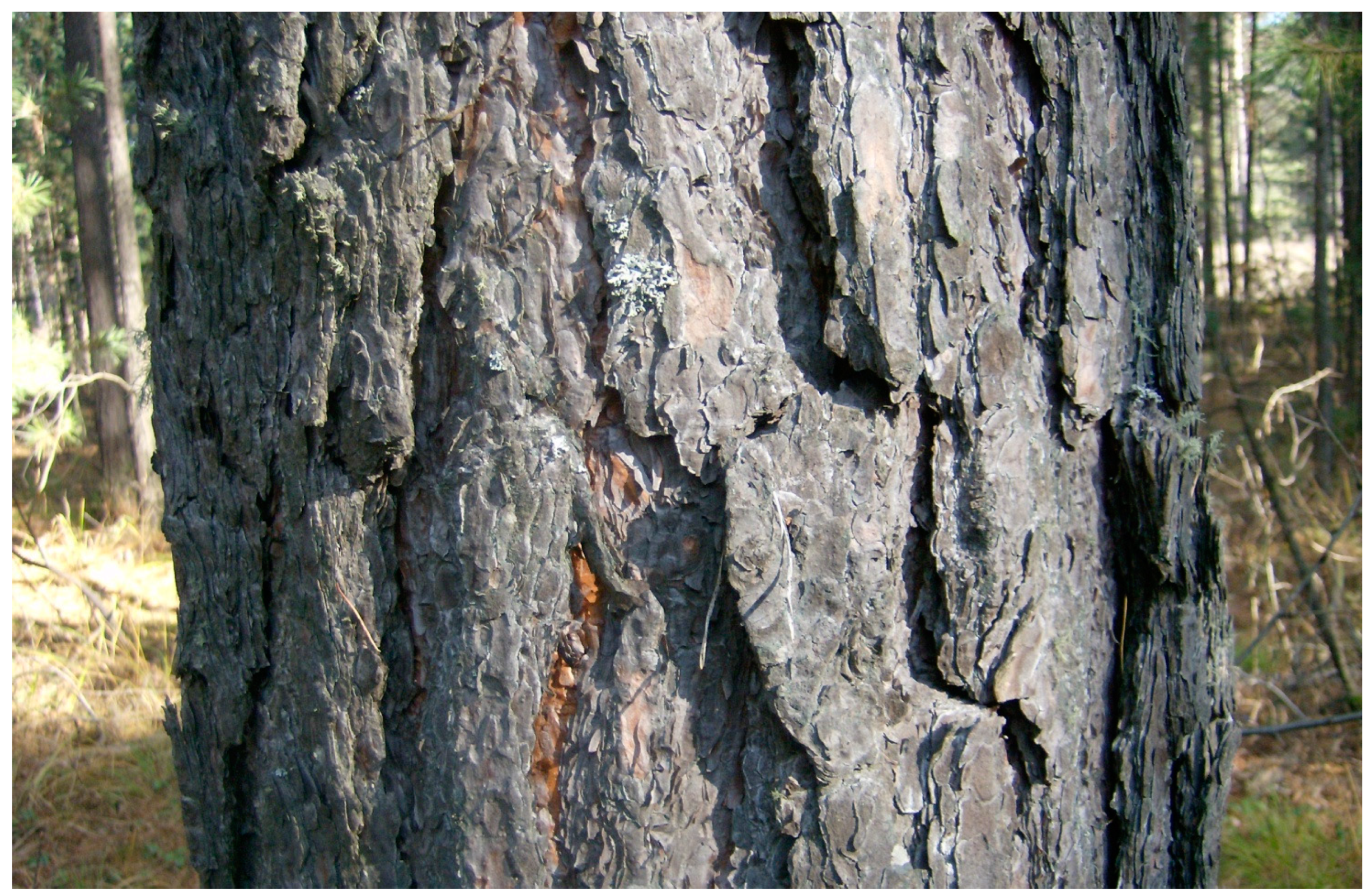 Forests 14 01936 g001