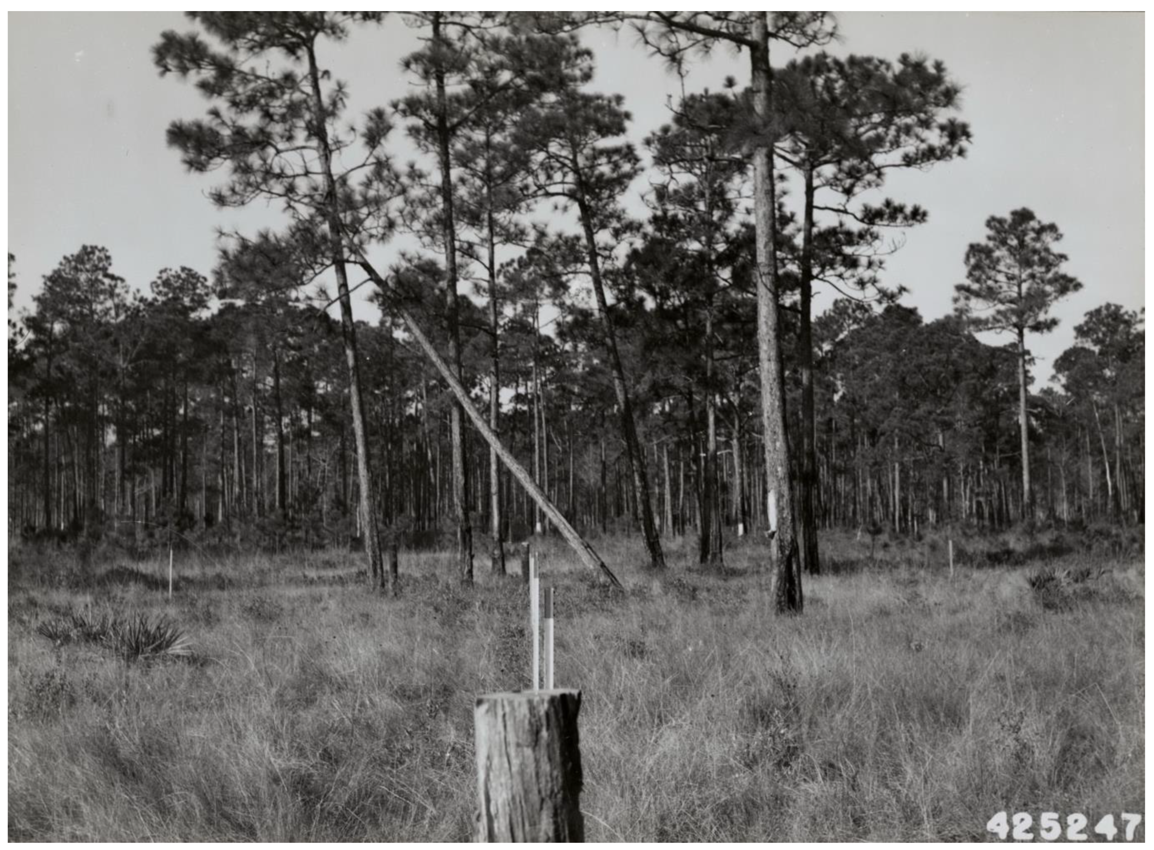 Forests 14 01938 g006