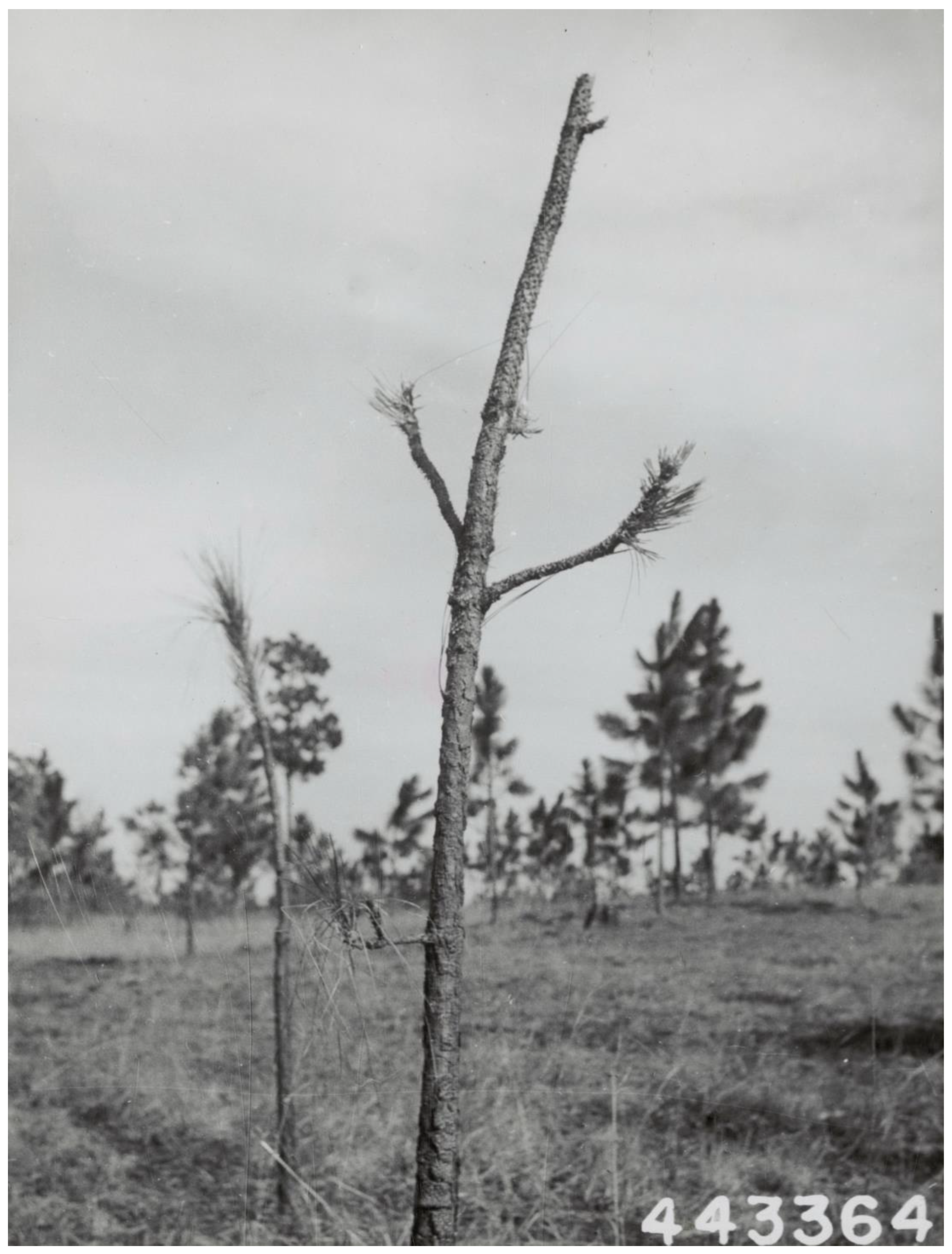 Forests 14 01938 g008