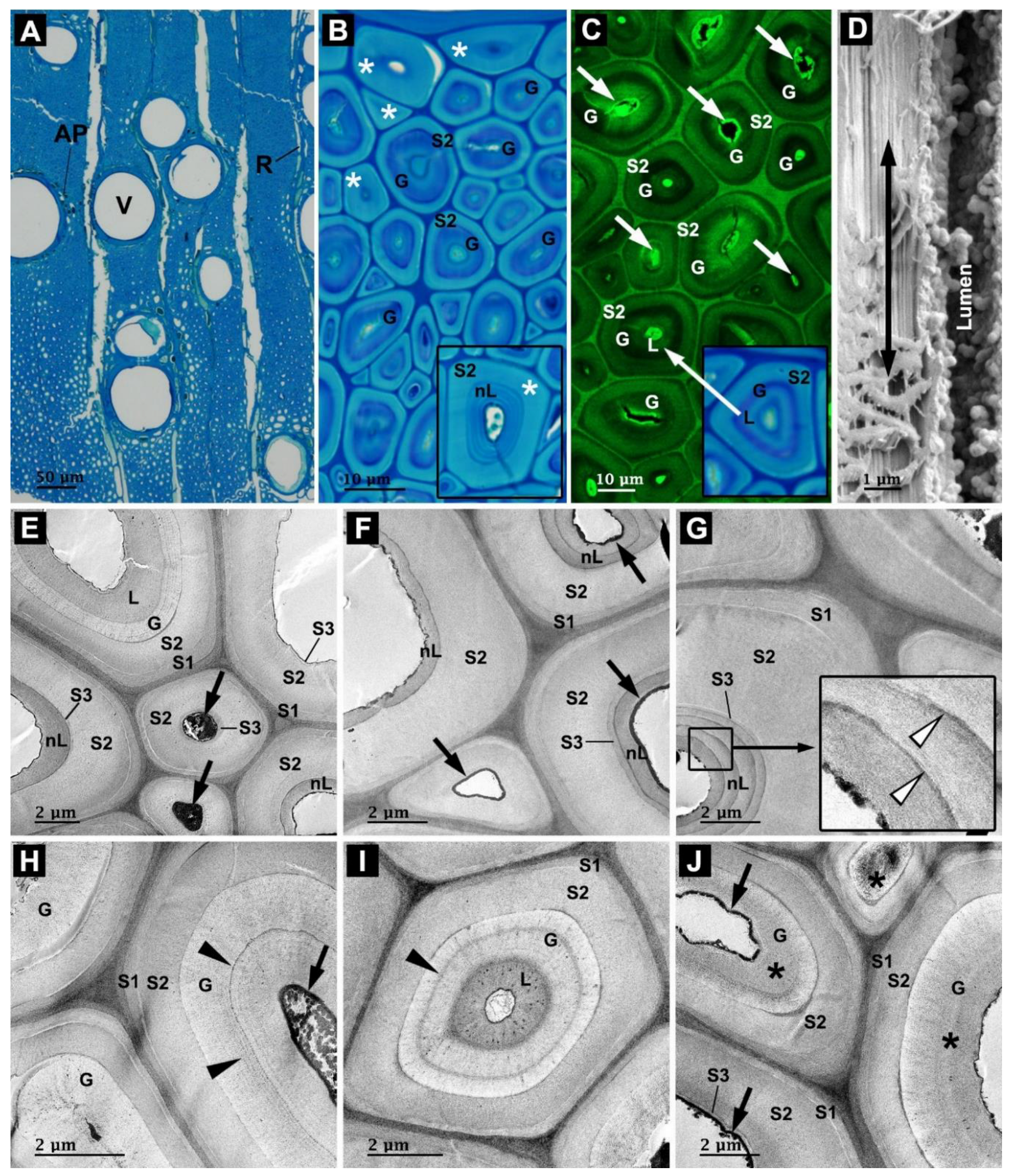 Forests 14 01992 g002