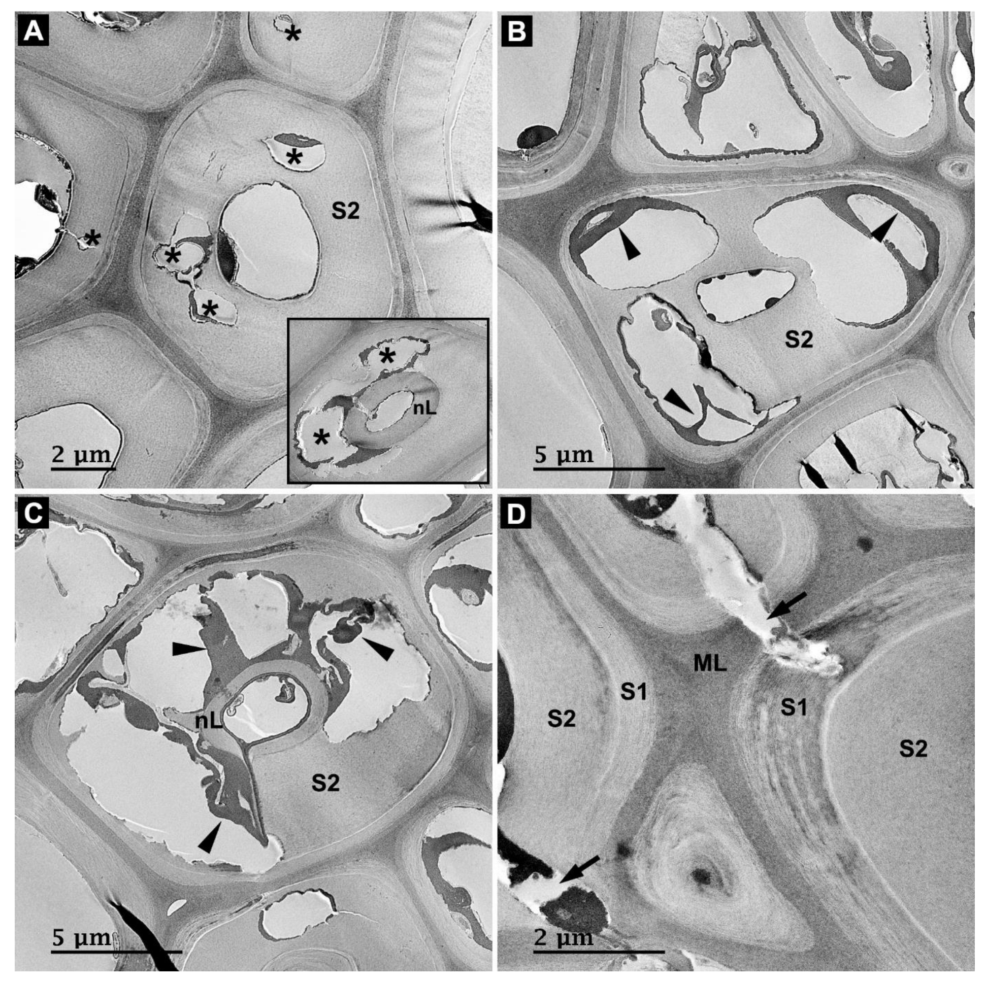 Forests 14 01992 g004
