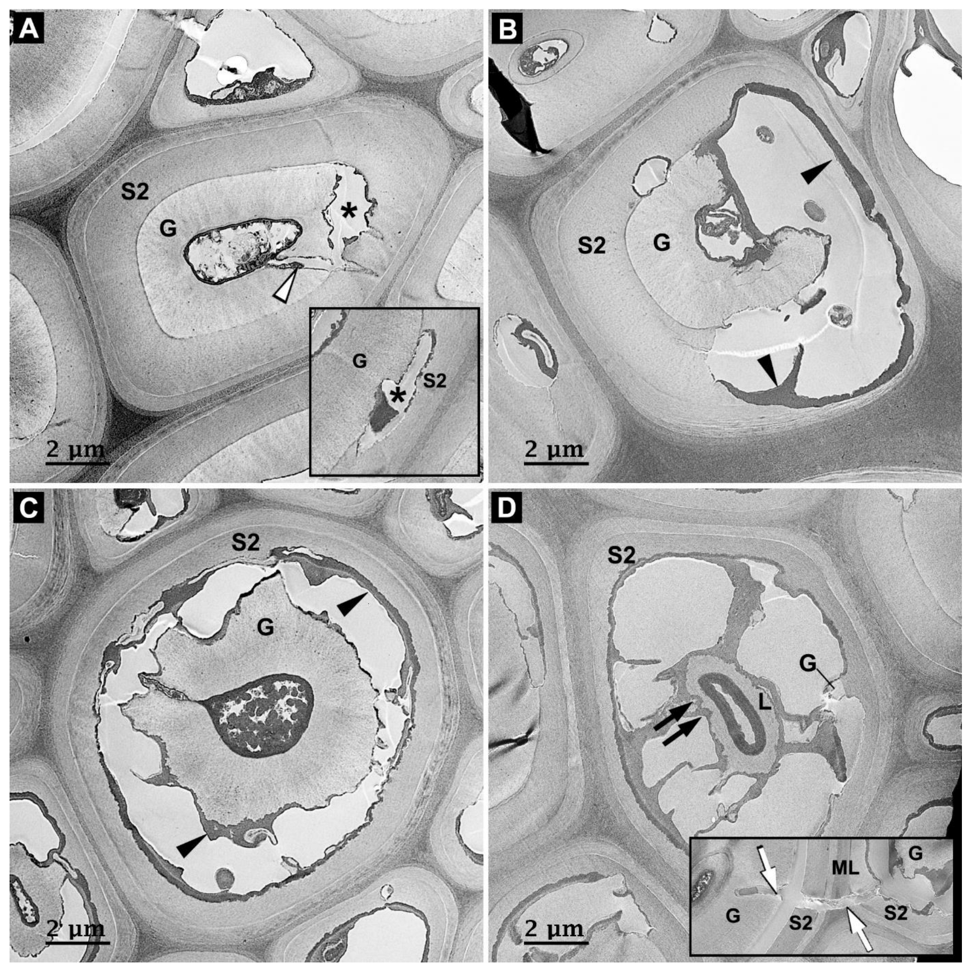 Forests 14 01992 g005