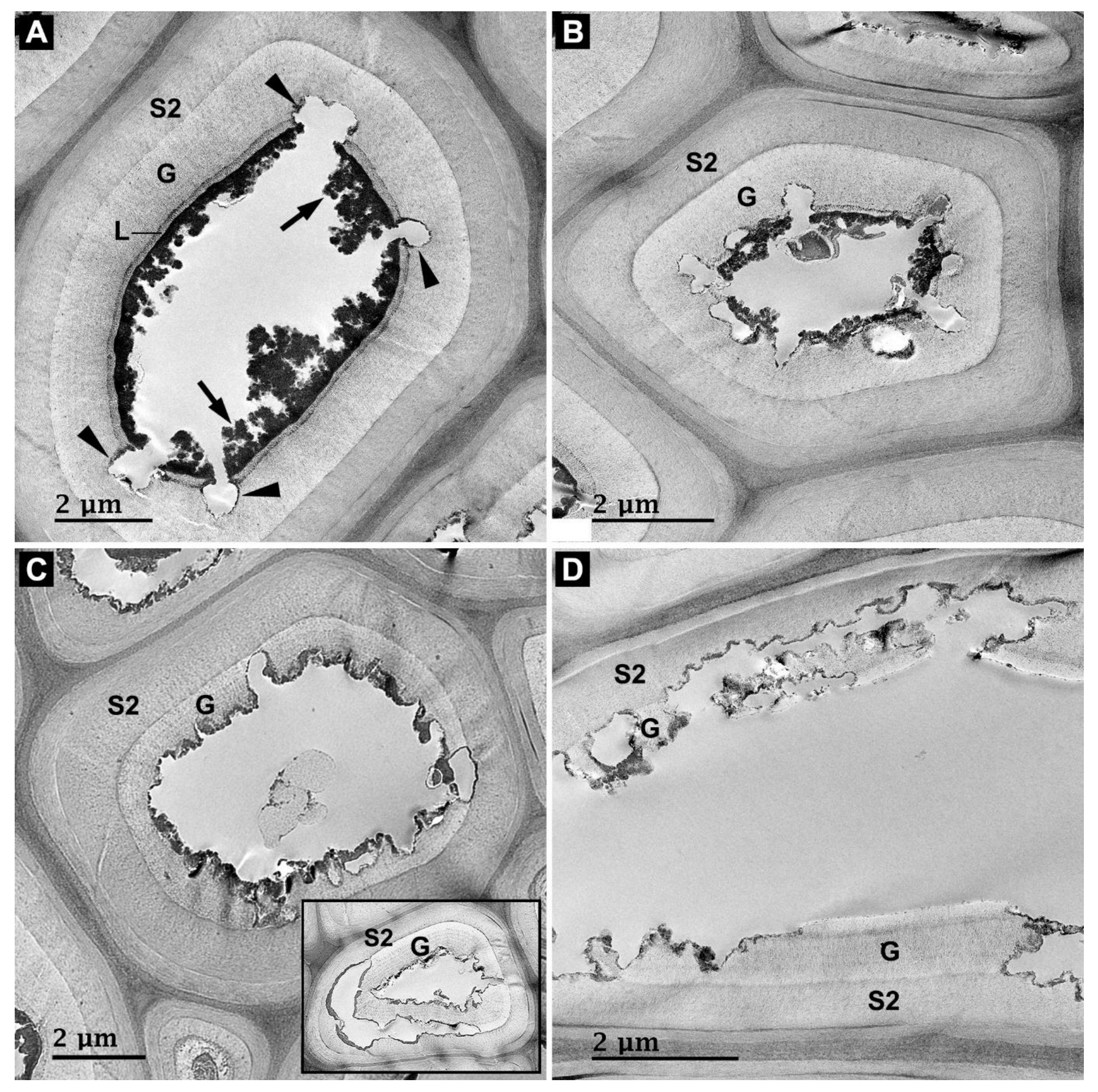 Forests 14 01992 g006