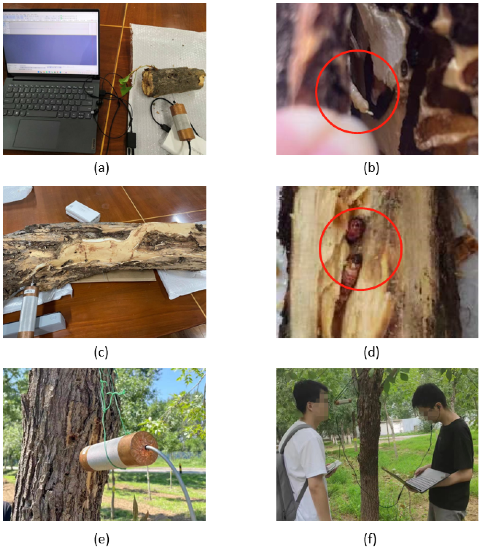 Forests 14 02001 g005