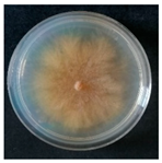 Forests 14 02029 i003