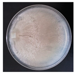 Forests 14 02029 i004